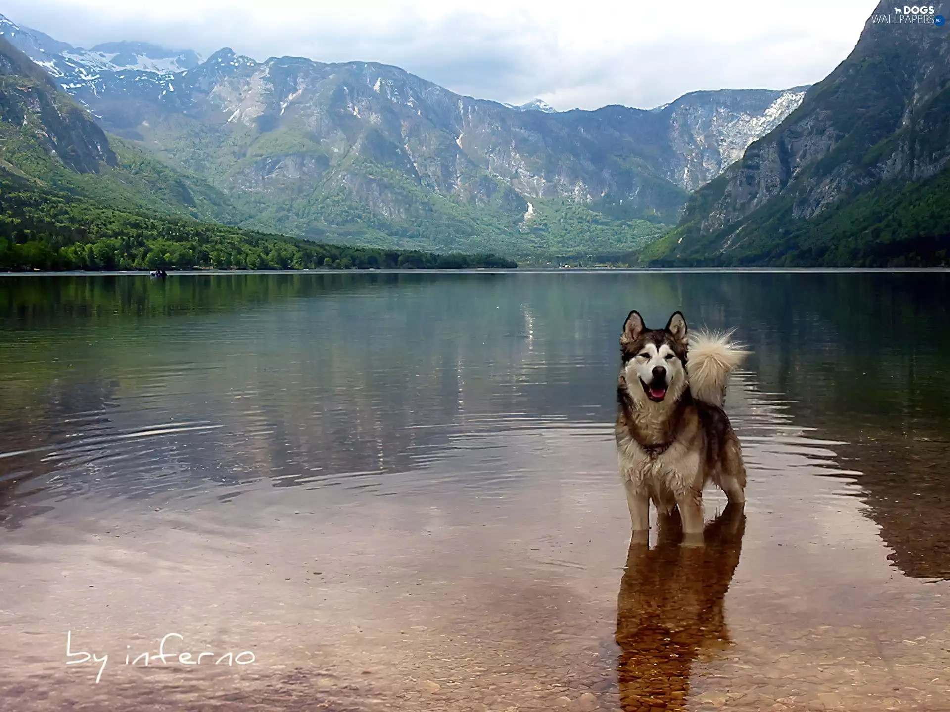 Siberian Husky, water, Mountains