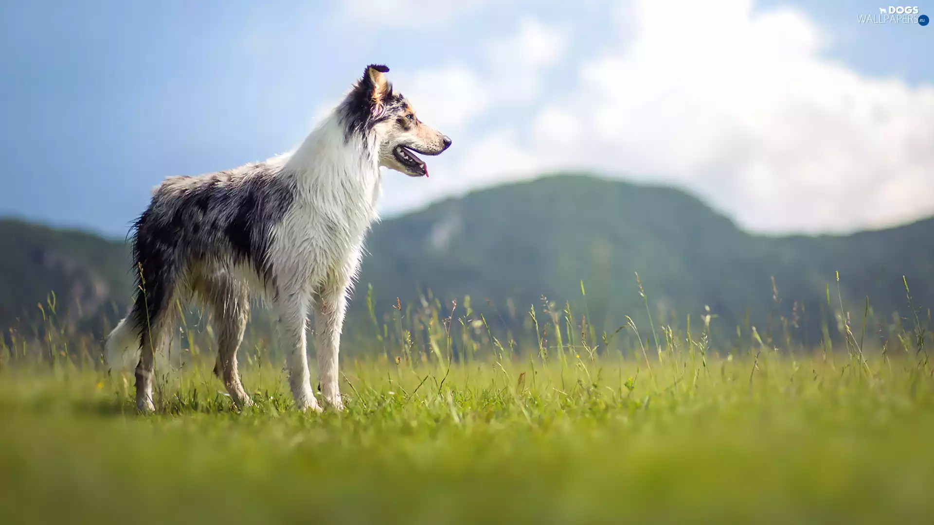 grass, Border Collie, Mountains, Meadow, View