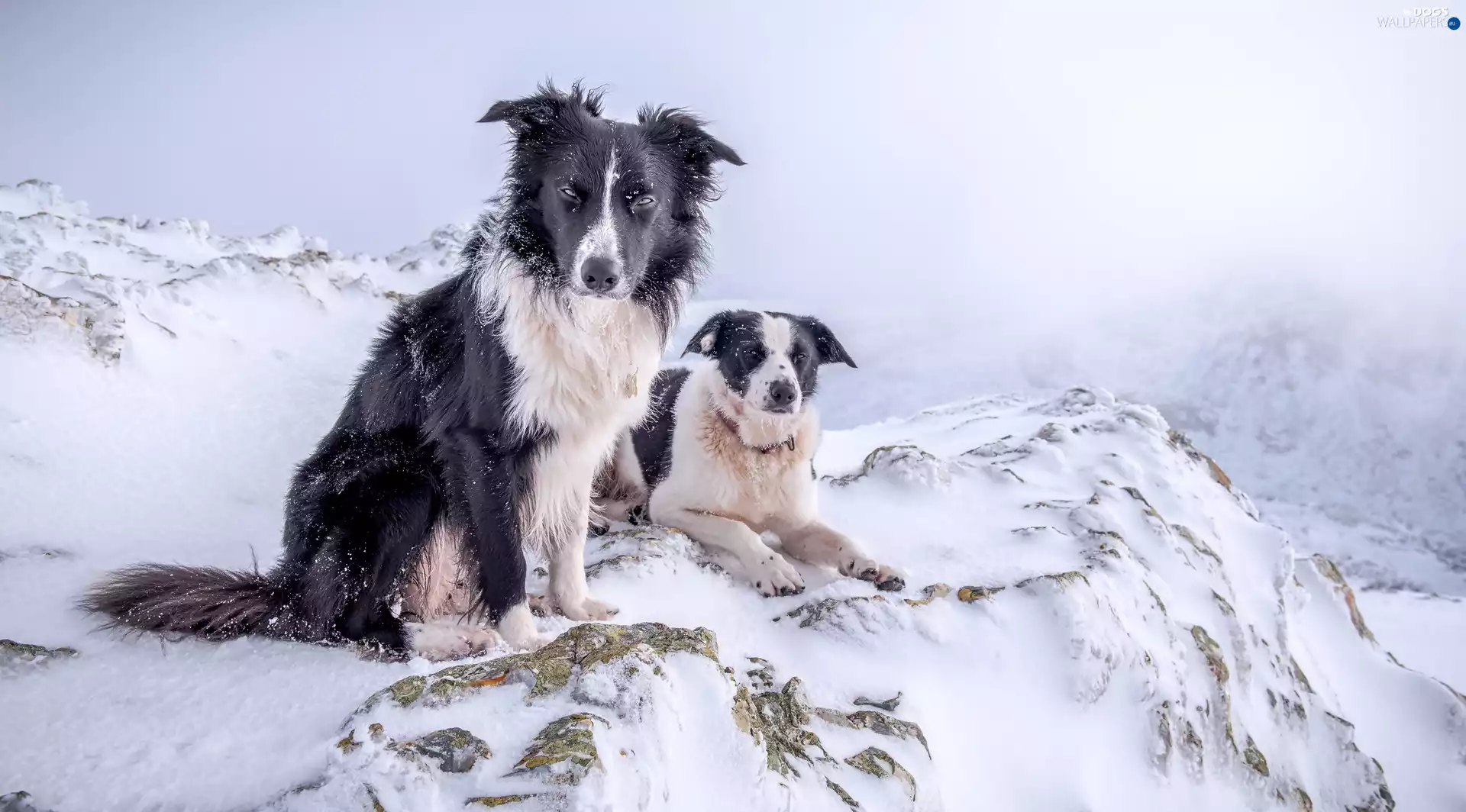 Dogs, Mountains, winter, Border Collie