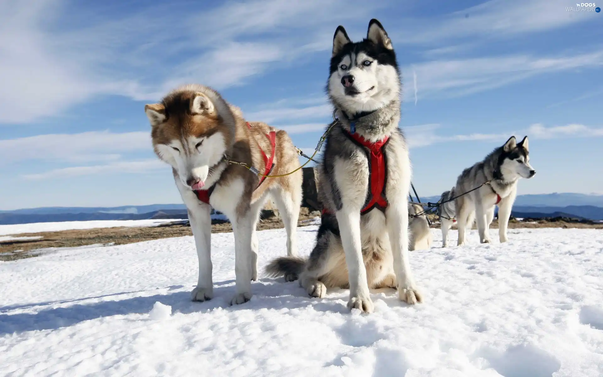 Mountains, team, sleigh, Dogs, winter, Husky