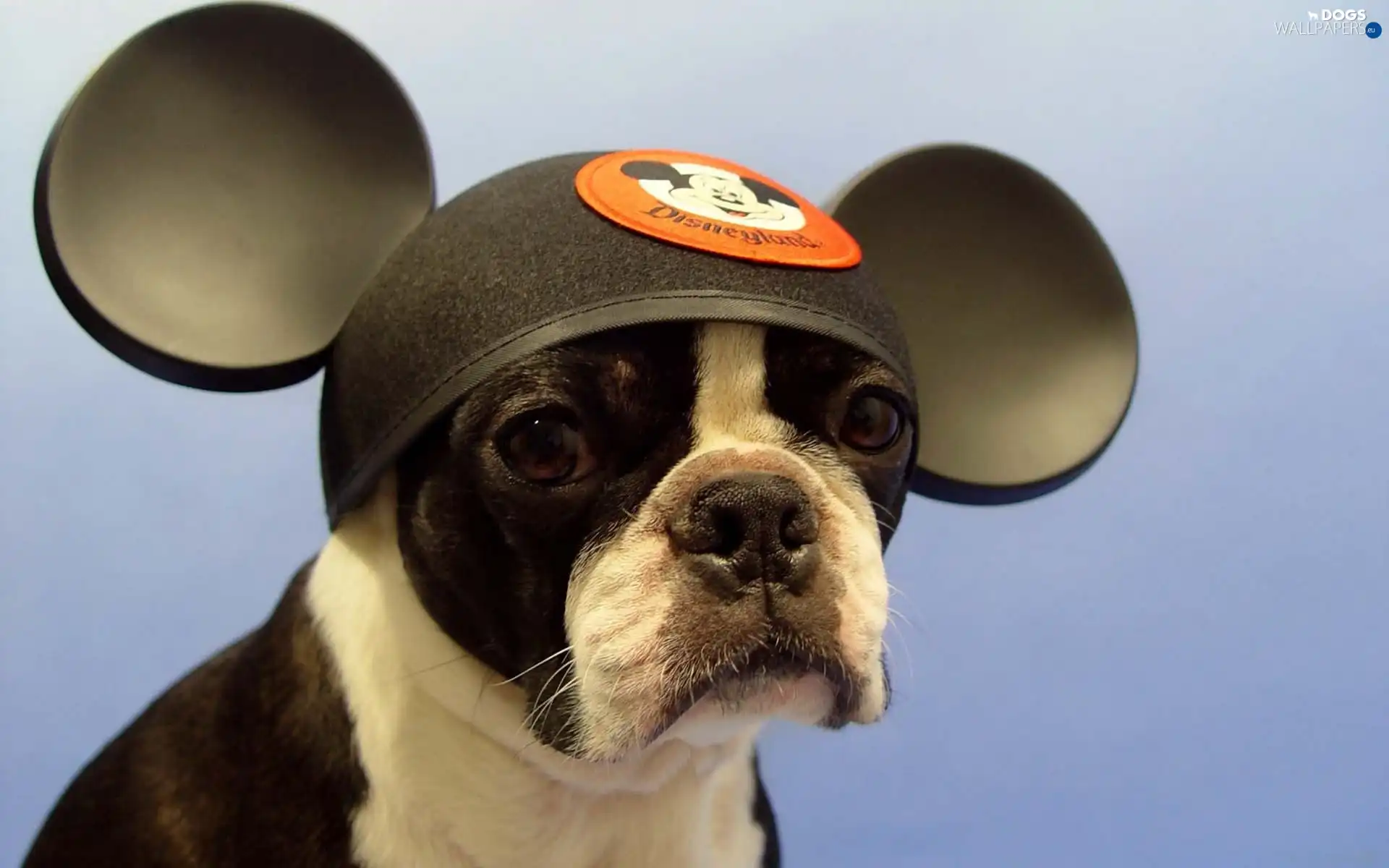 Mickey Mouse, Fan