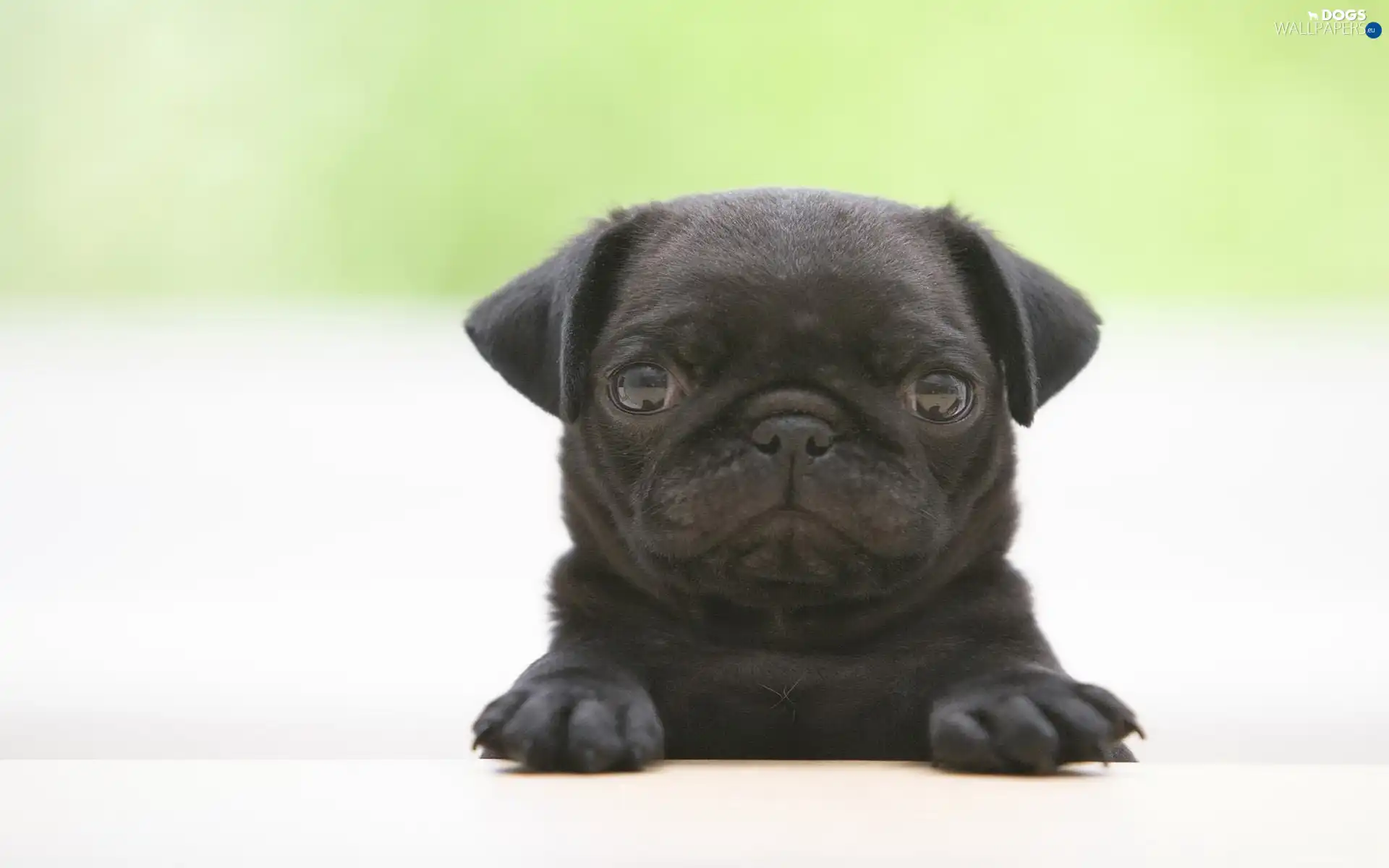 mouth, honeyed, Black, puppie