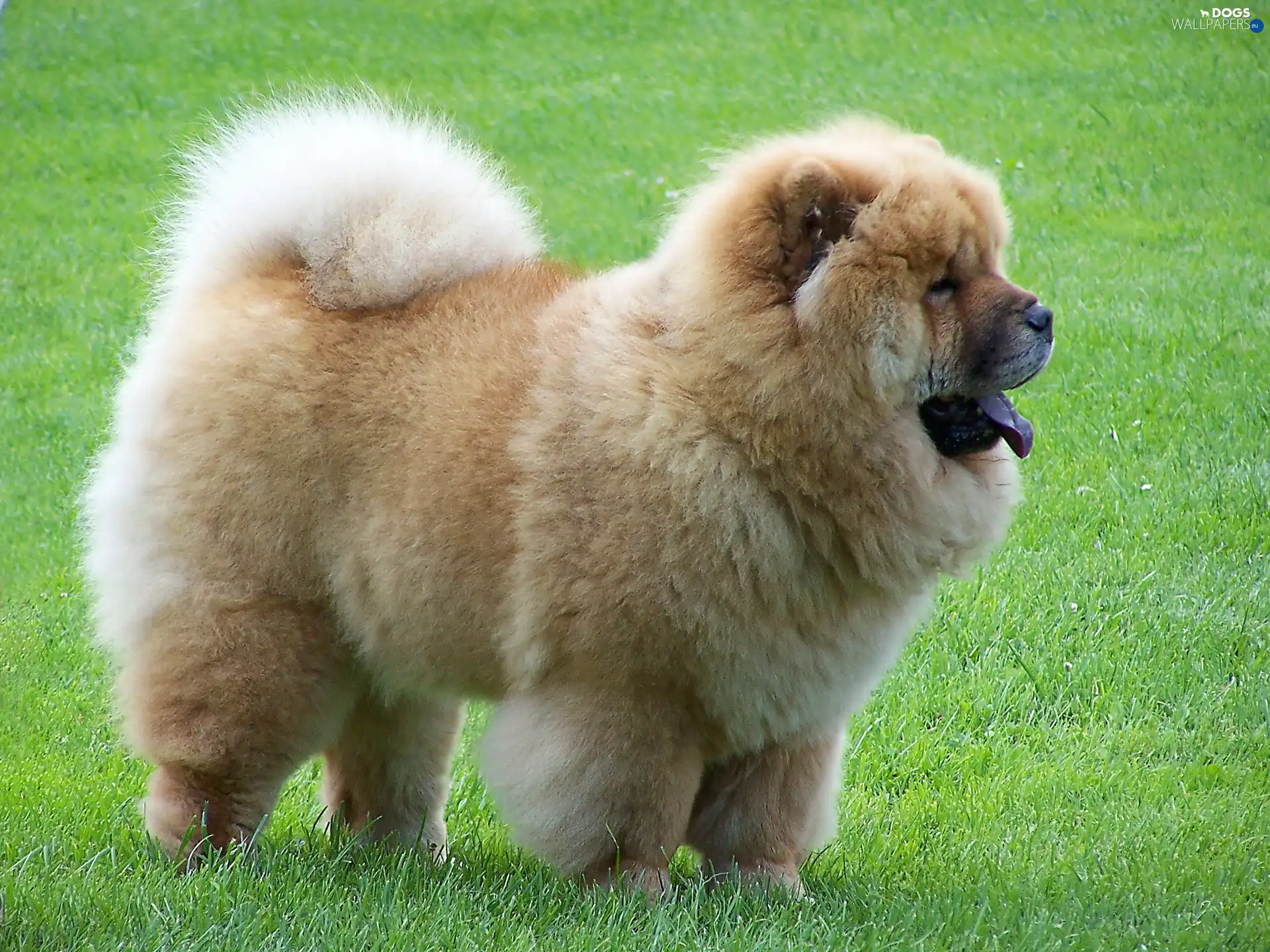 mouth, open, Chow chow, grass