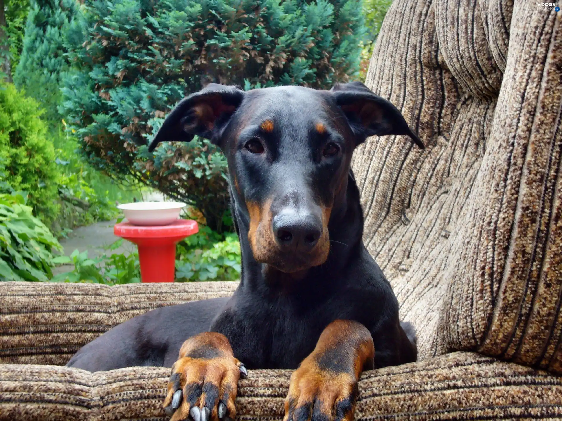 mouth, Chair, Doberman, ##