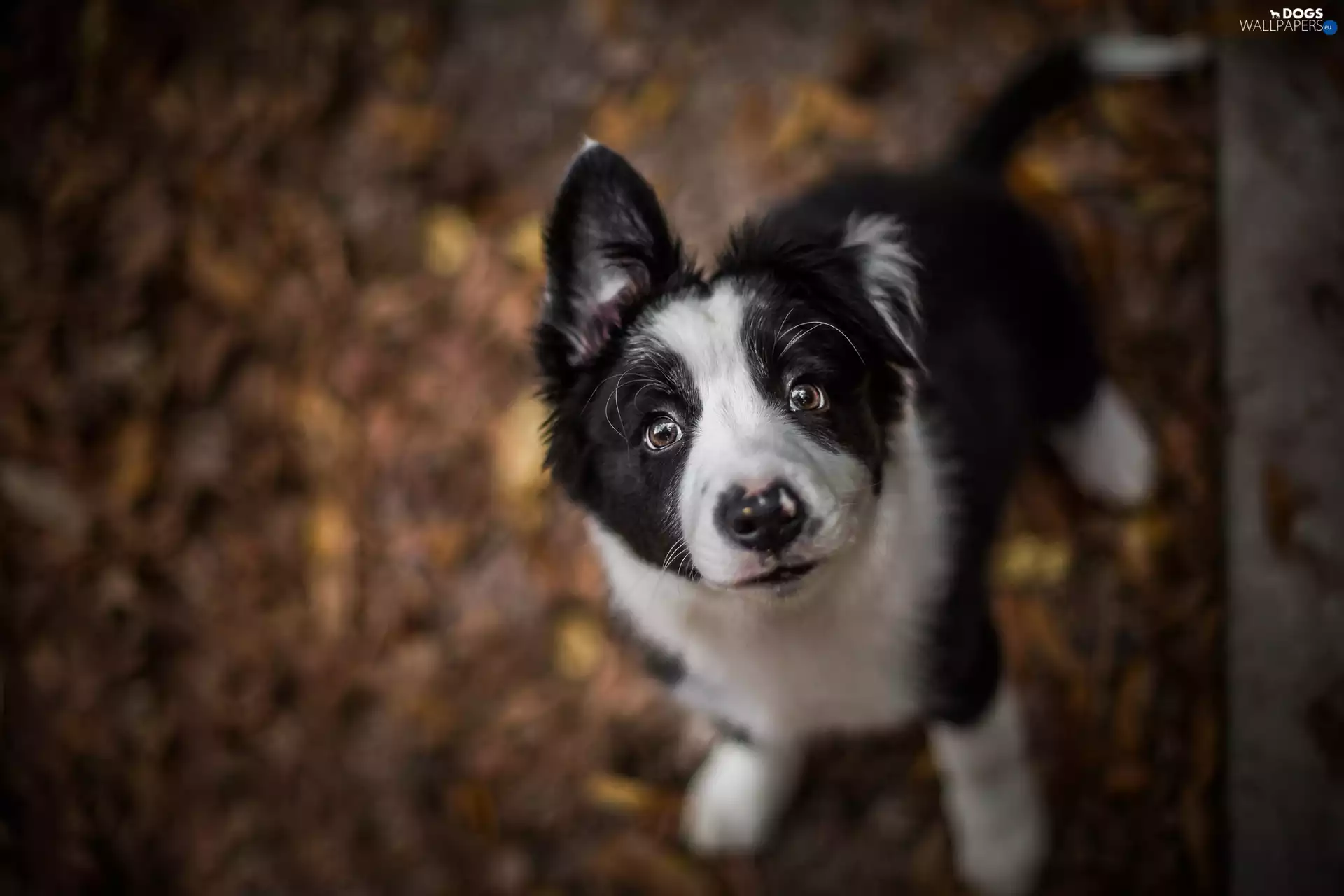 dog, fuzzy, background, mouth