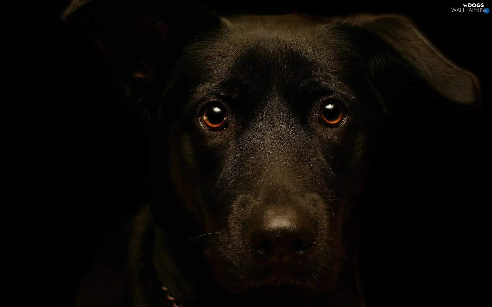 dog, mouth, Black