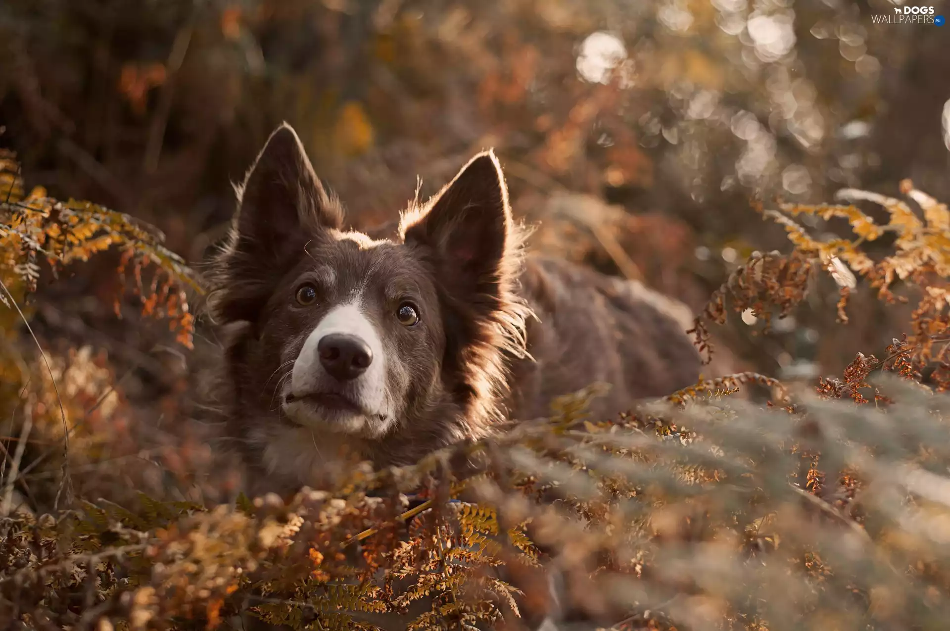 dog, Eyes, Plants, mouth
