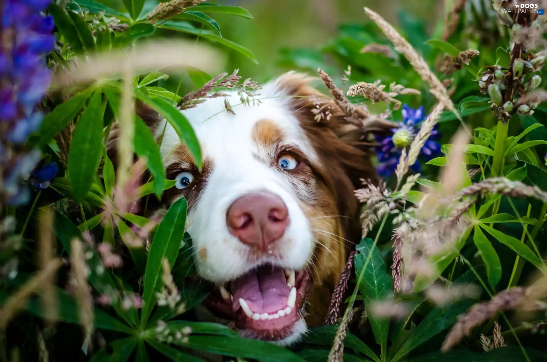 dog, Flowers, Plants, mouth