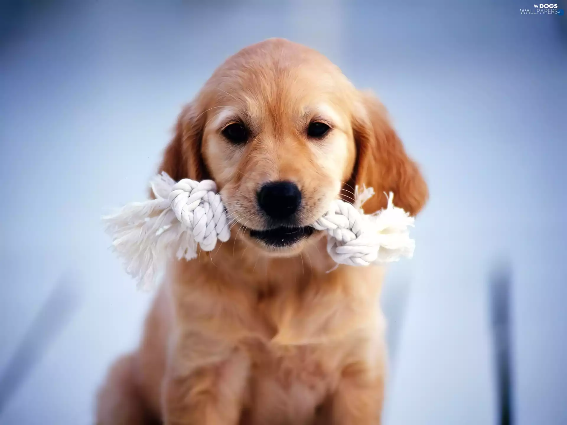 Golden Retriever, Puppy, mouth, toy, dog