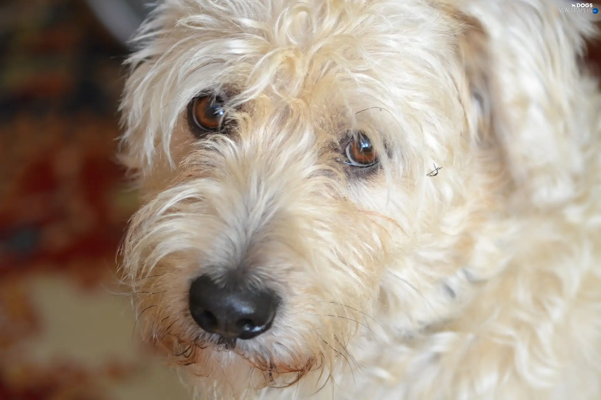 Dog, mouth, sad