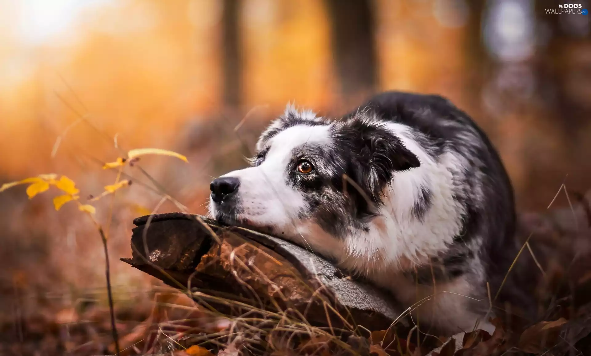 dog, trees, snag, mouth