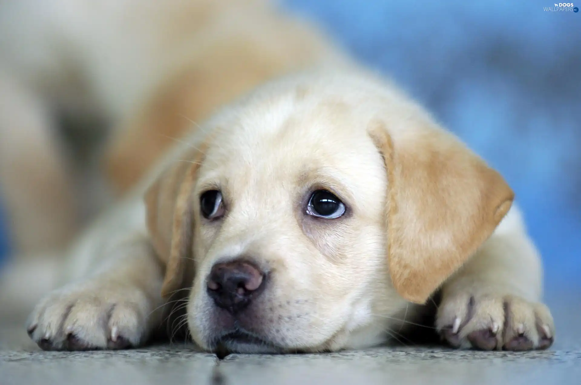 doggie, mouth, honeyed