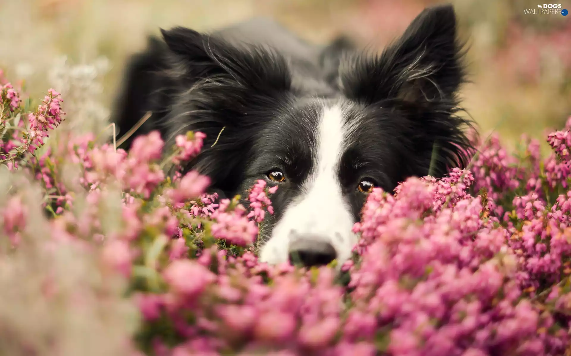 heather, Border Collie, mouth