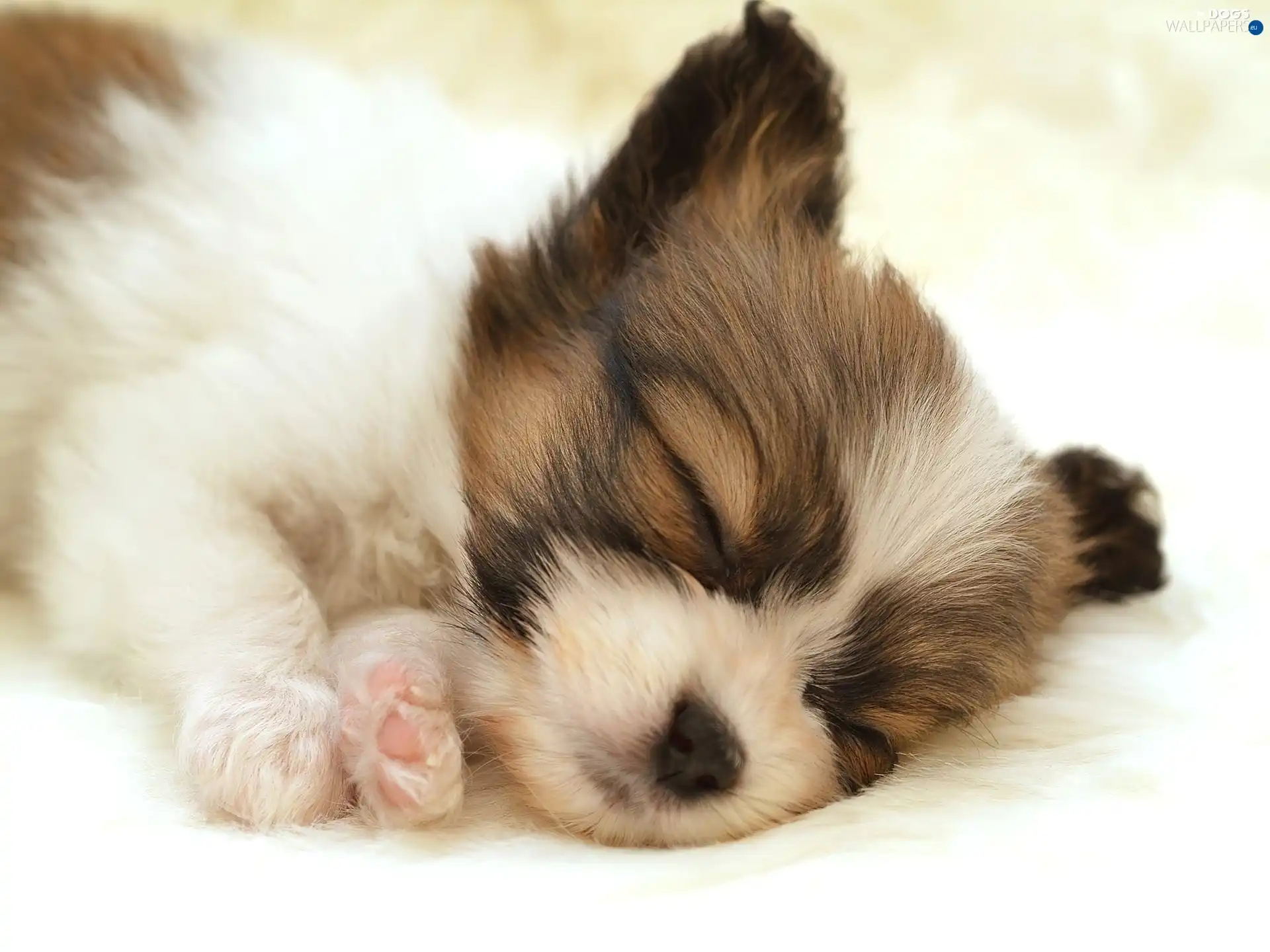 honeyed, mouth, Puppy