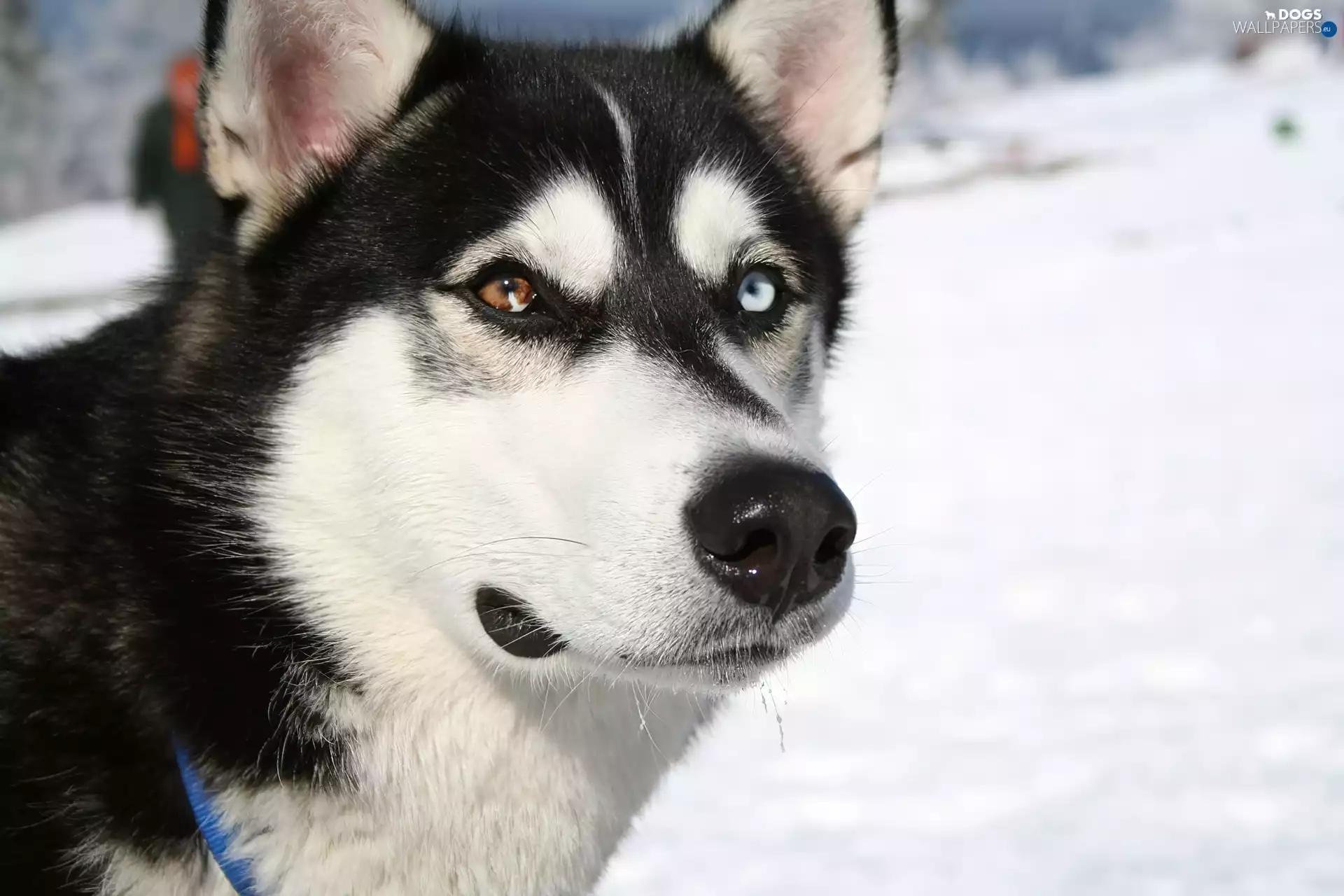 mouth, Siberian Husky