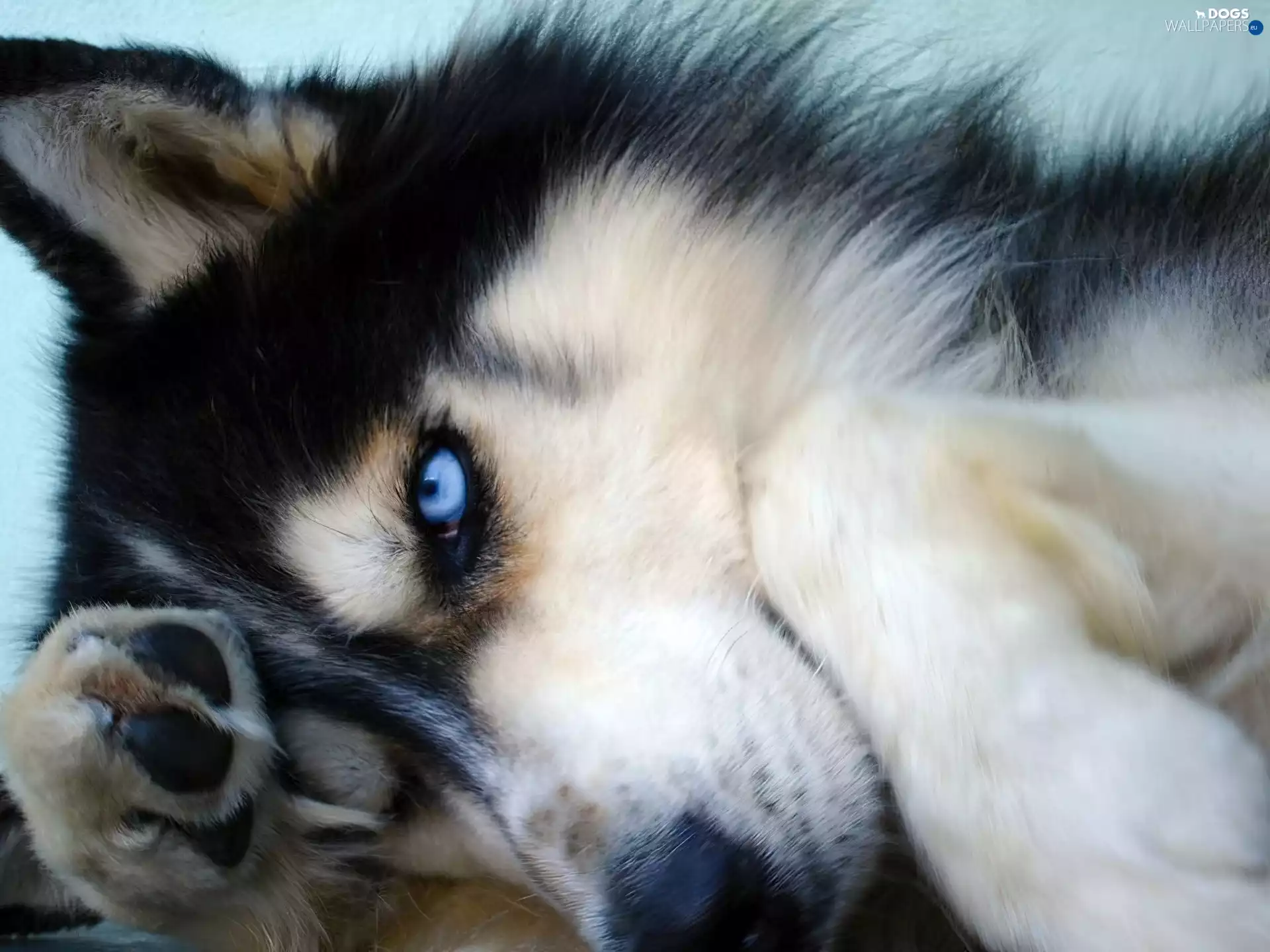 mouth, Siberian Husky