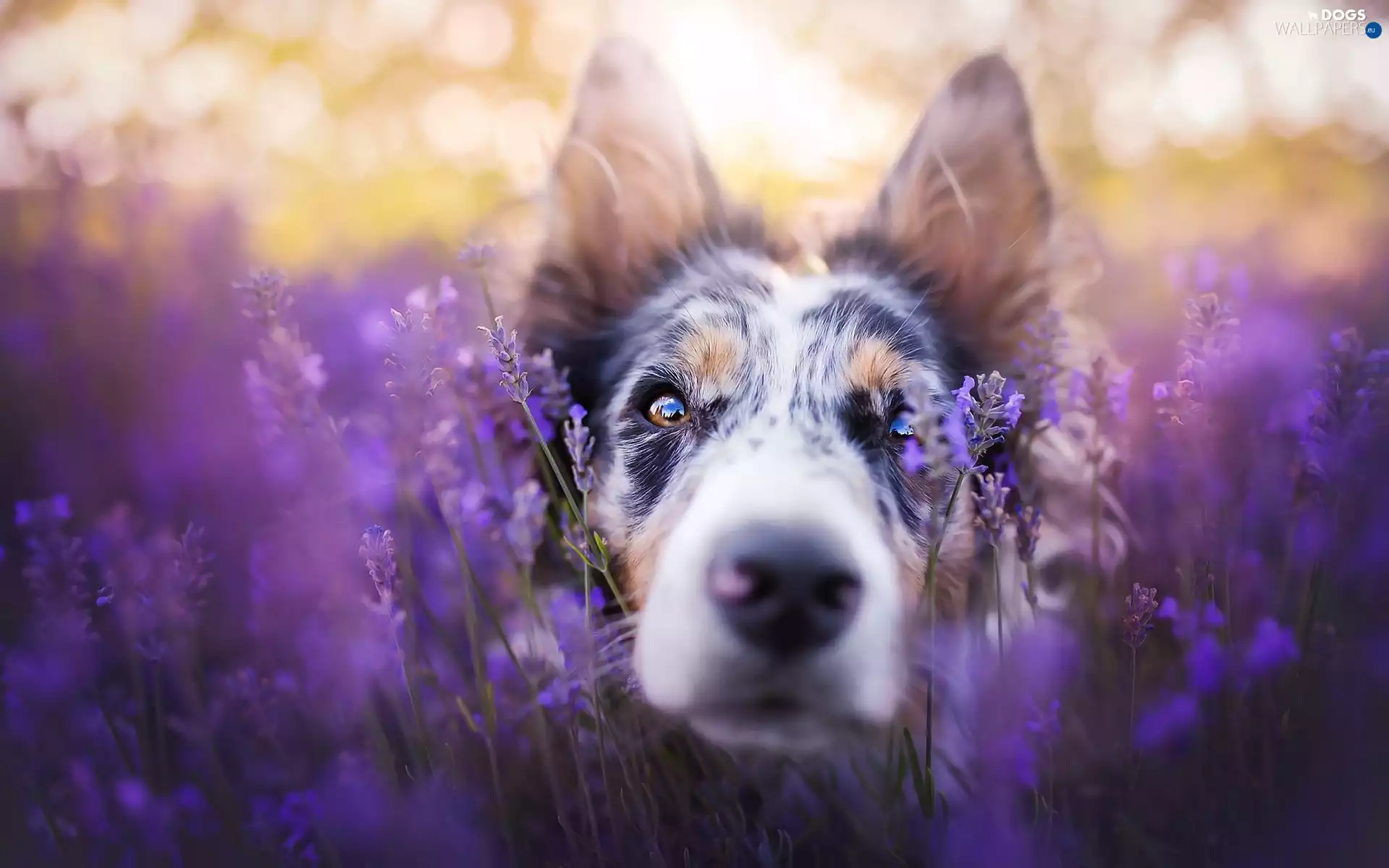 lavender, Border Collie, mouth