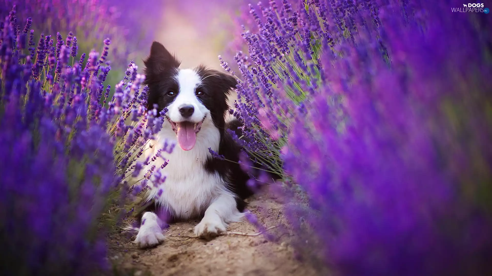 lavender, Border Collie, mouth