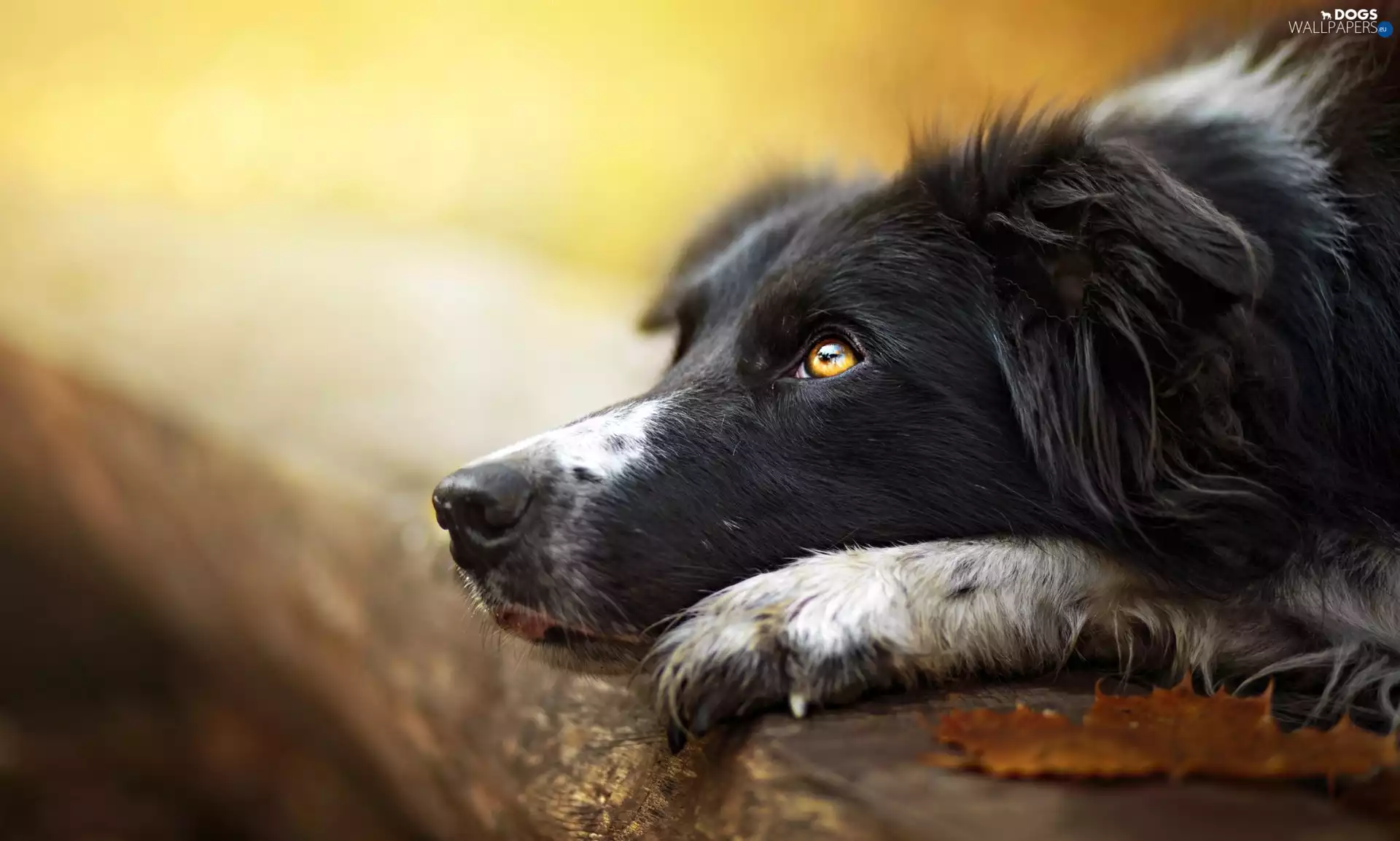 dog, mouth, log, Border Collie