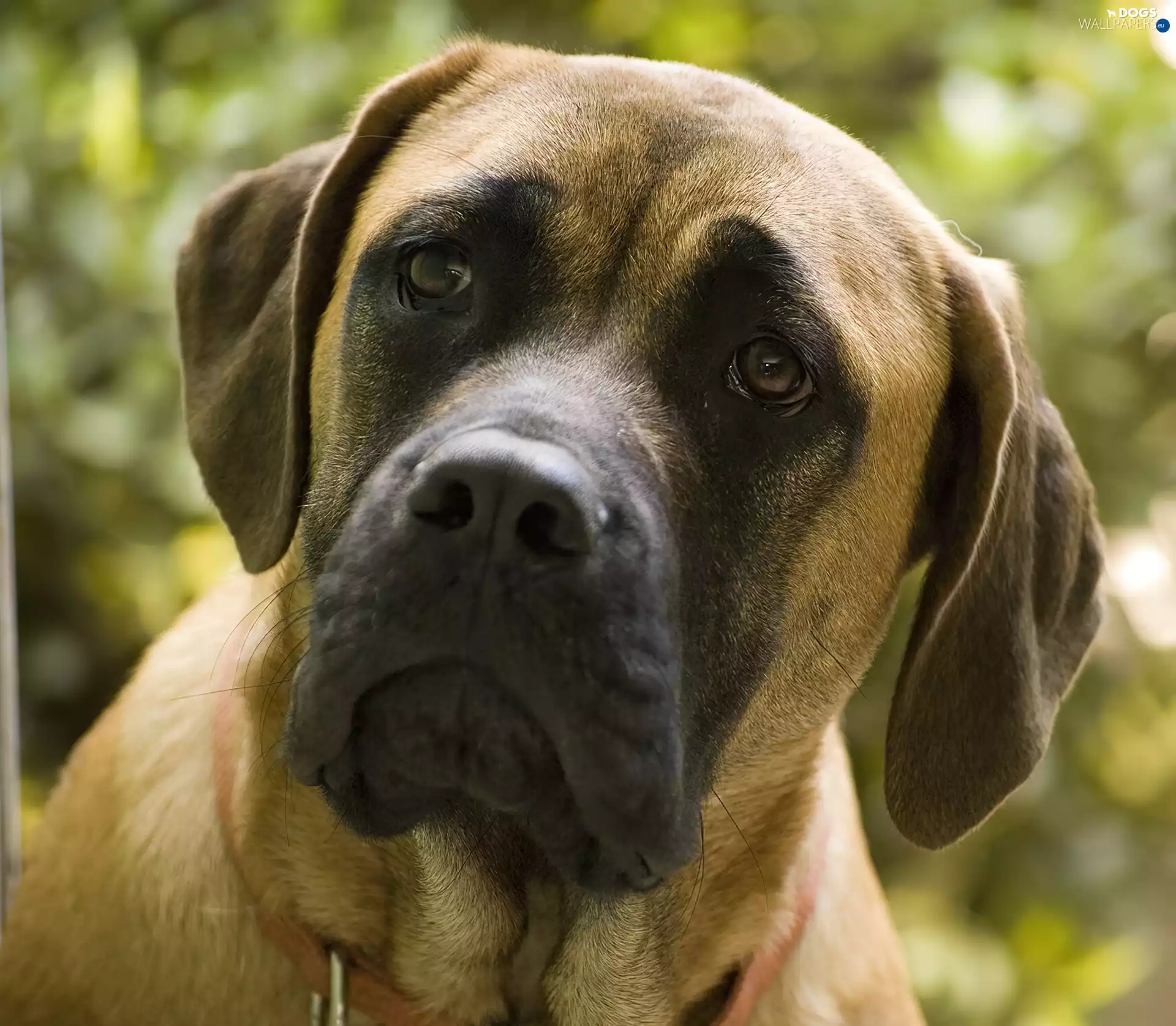 mouth, English mastiff