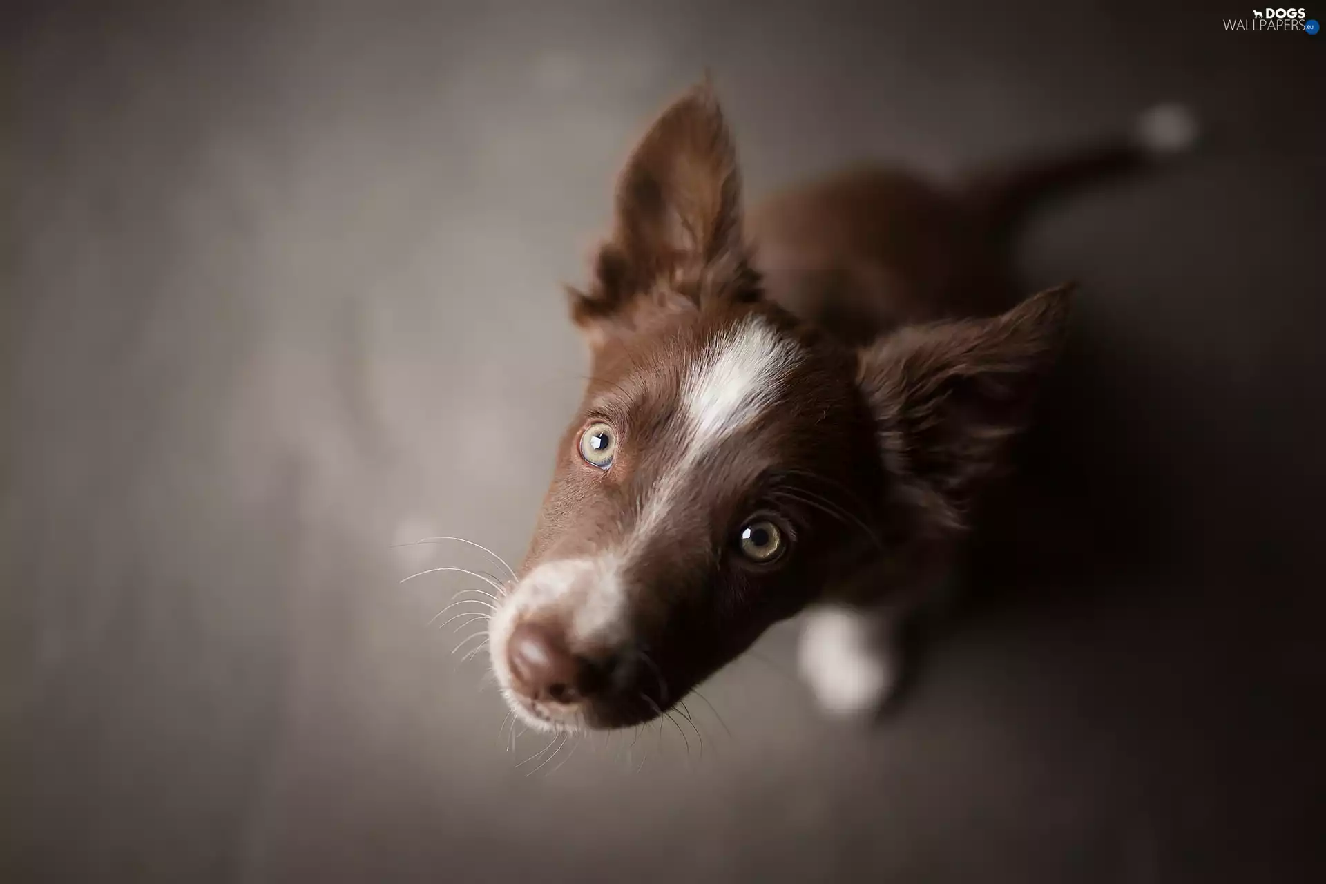 Puppy, mouth, rapprochement, Border Collie