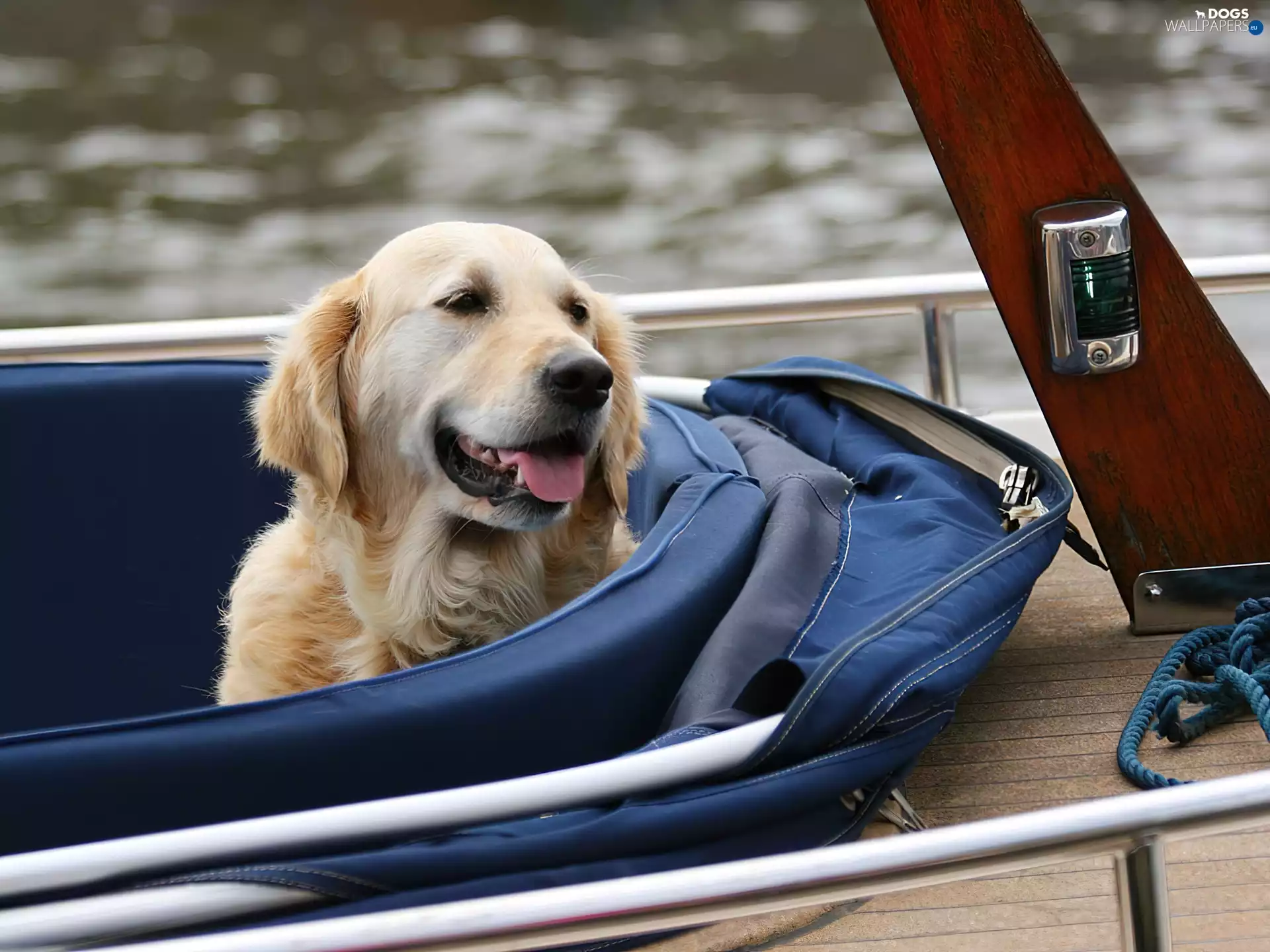 mouth, Golden Retriever