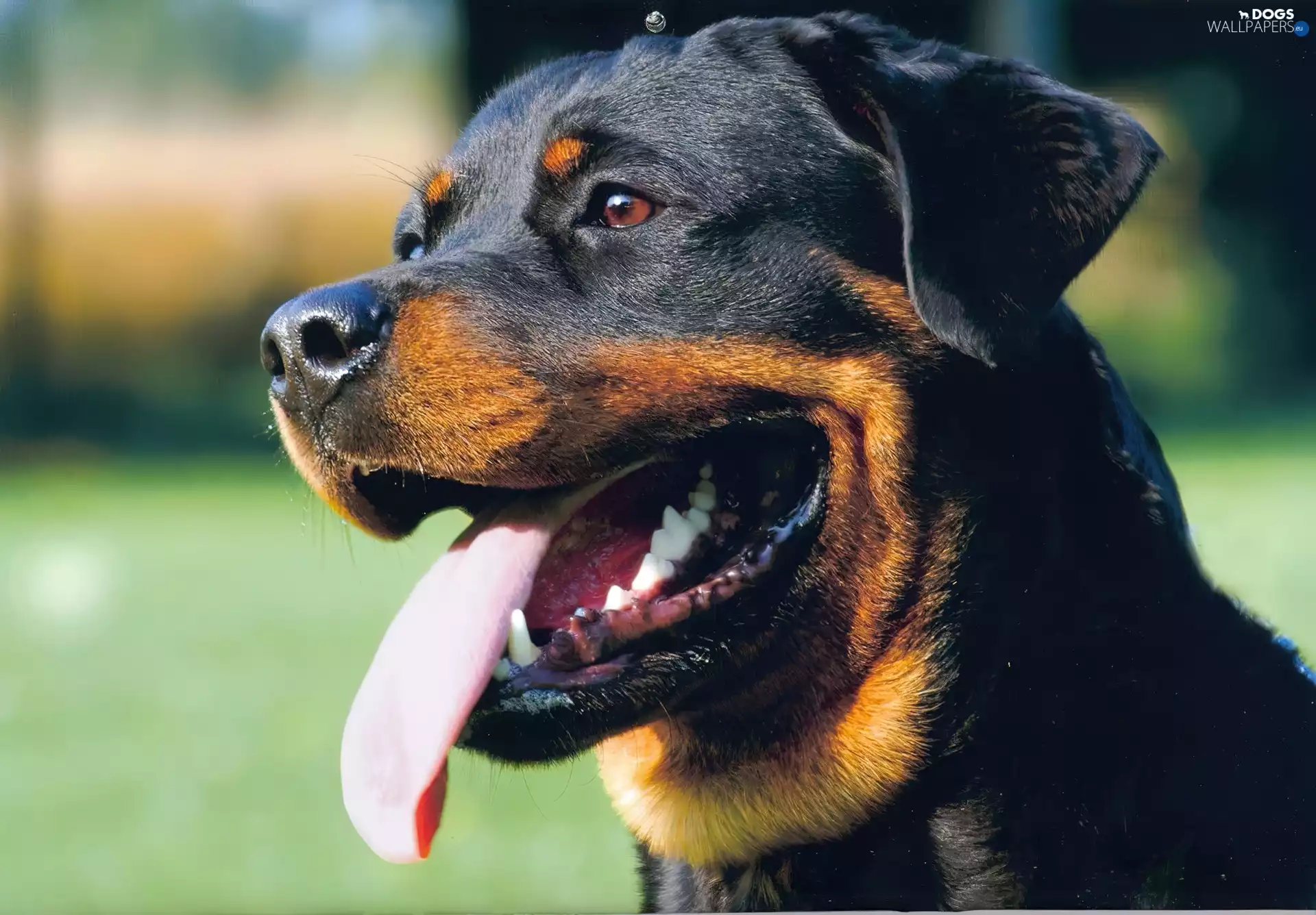 mouth, Rottweiler