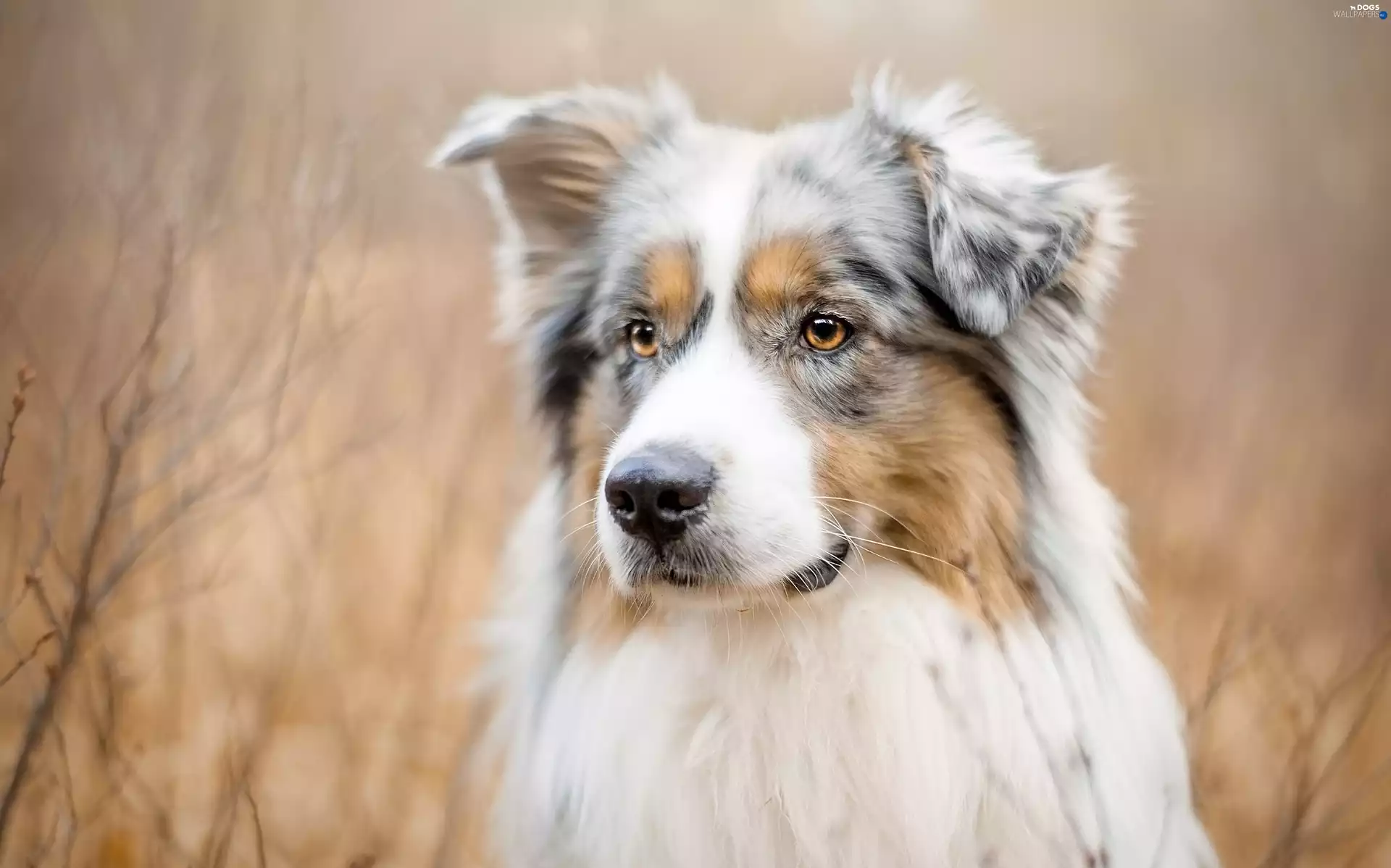 fuzzy, background, Head, mouth, Australian Shepherd