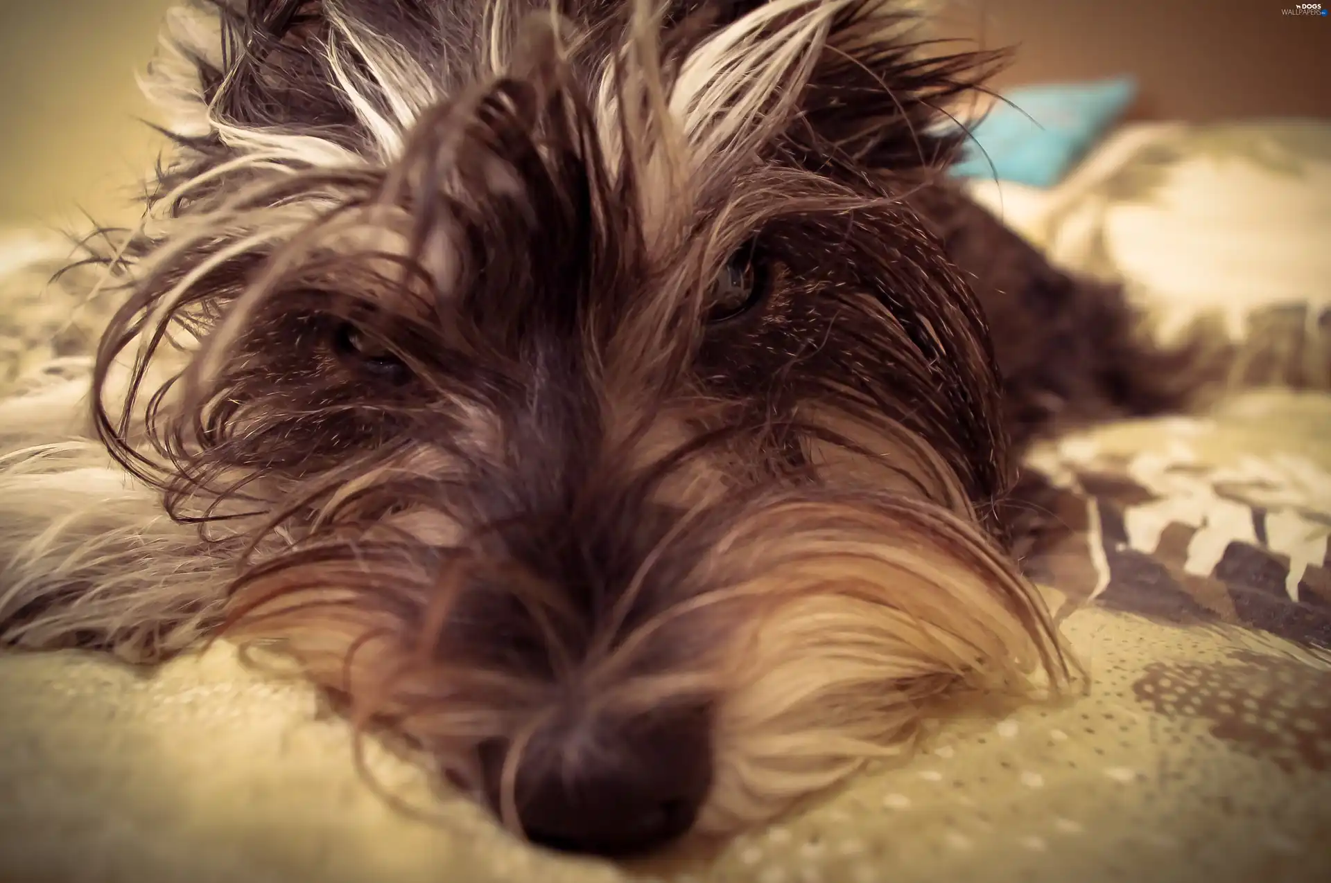 mouth, hair, sleepy, Schnauzer