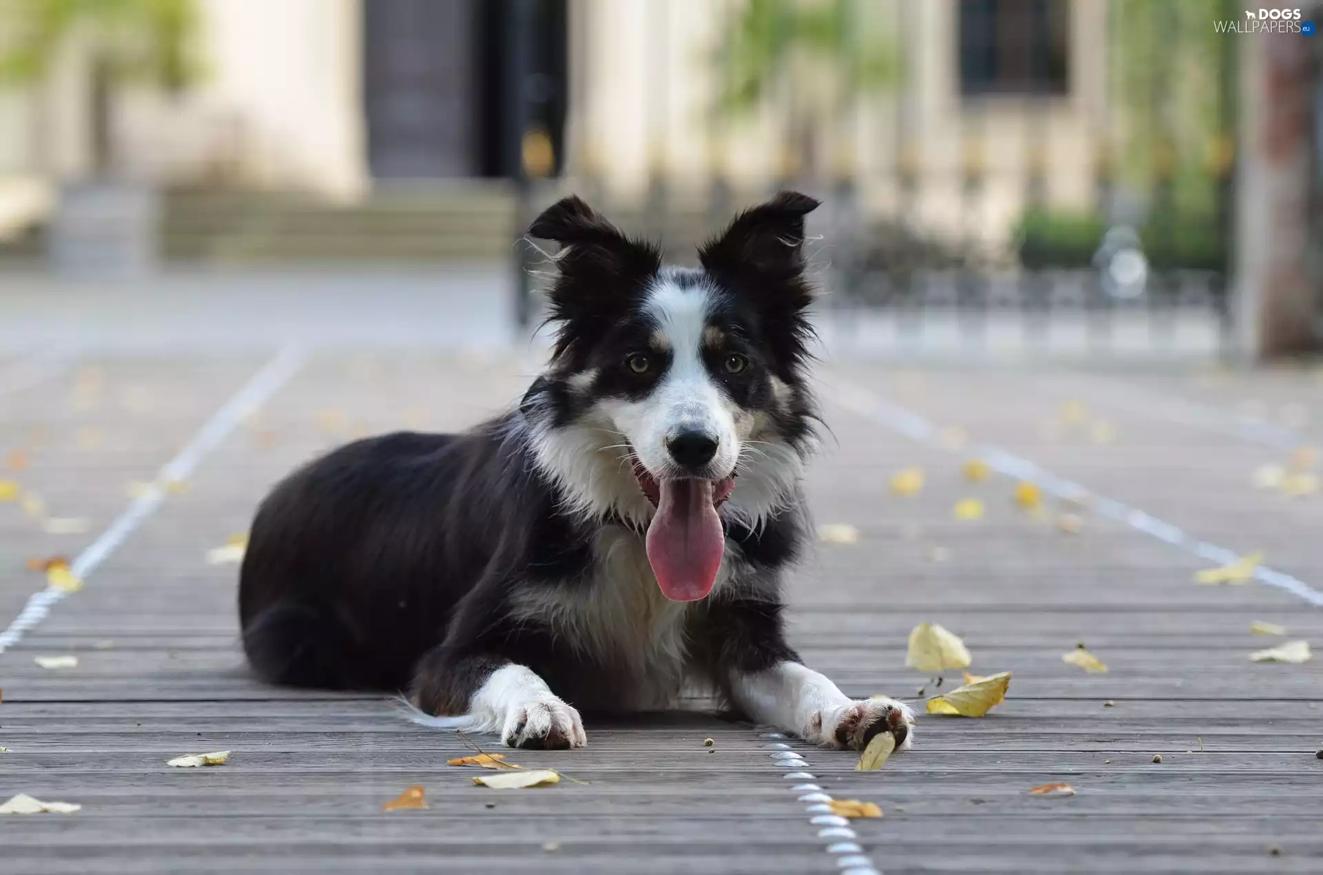 tongue, Border Collie, mouth