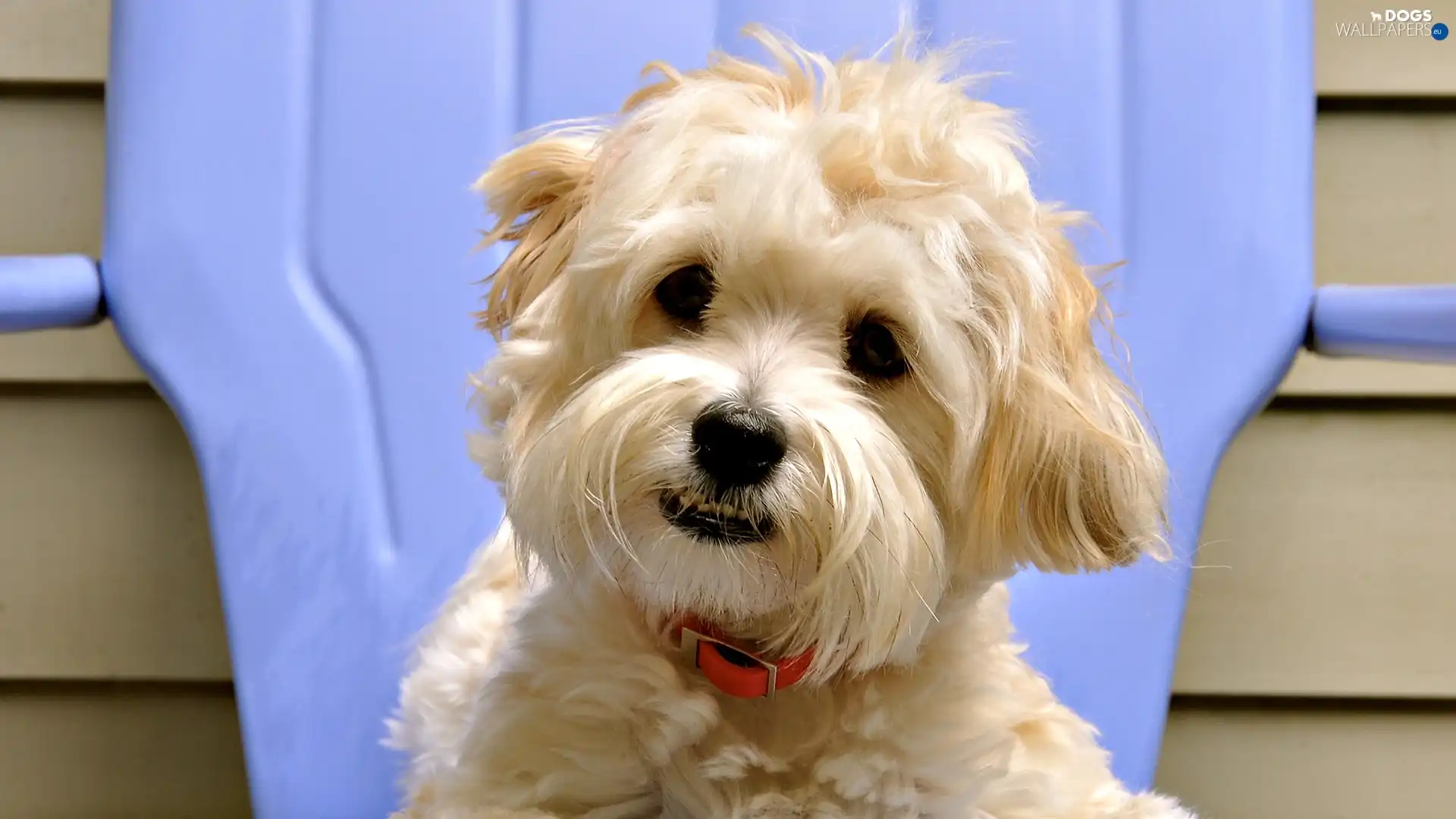 mouth, face, White, terrier