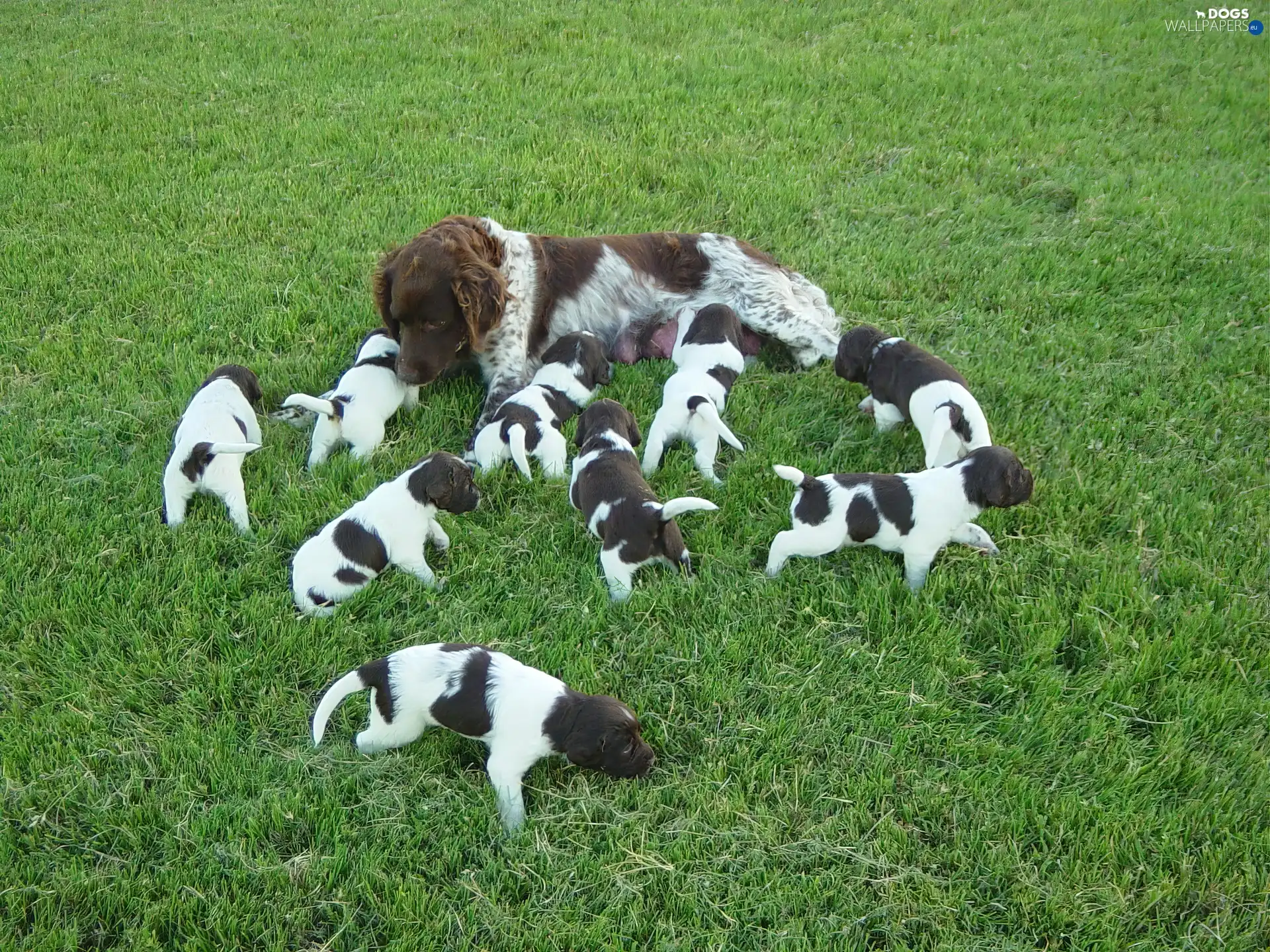 Small Munsterlander, Small Munsterlander Pointer, bitch, puppies