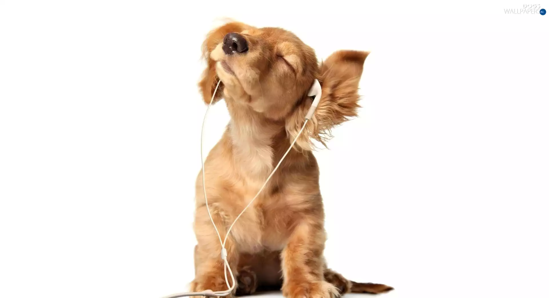 music, dog, listening