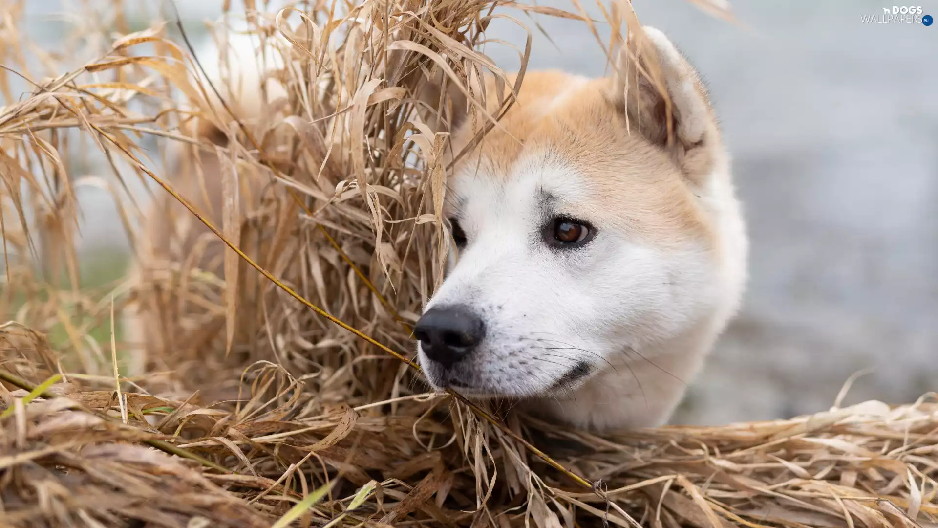 grass, muzzle, Akita Inu, dog