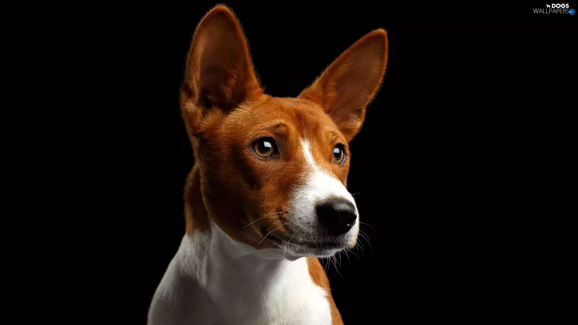 muzzle, dog, Basenji