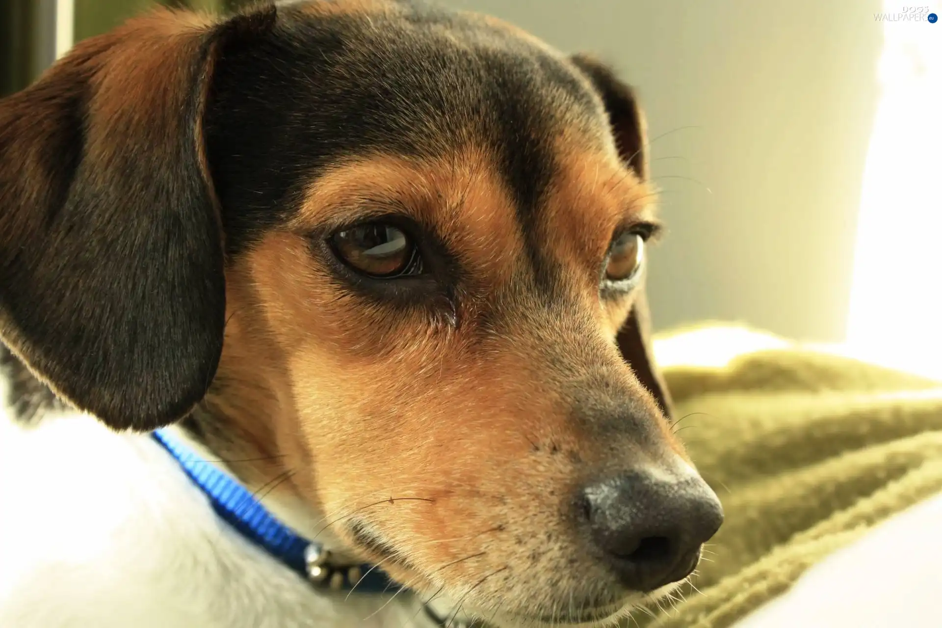 muzzle, Beagle