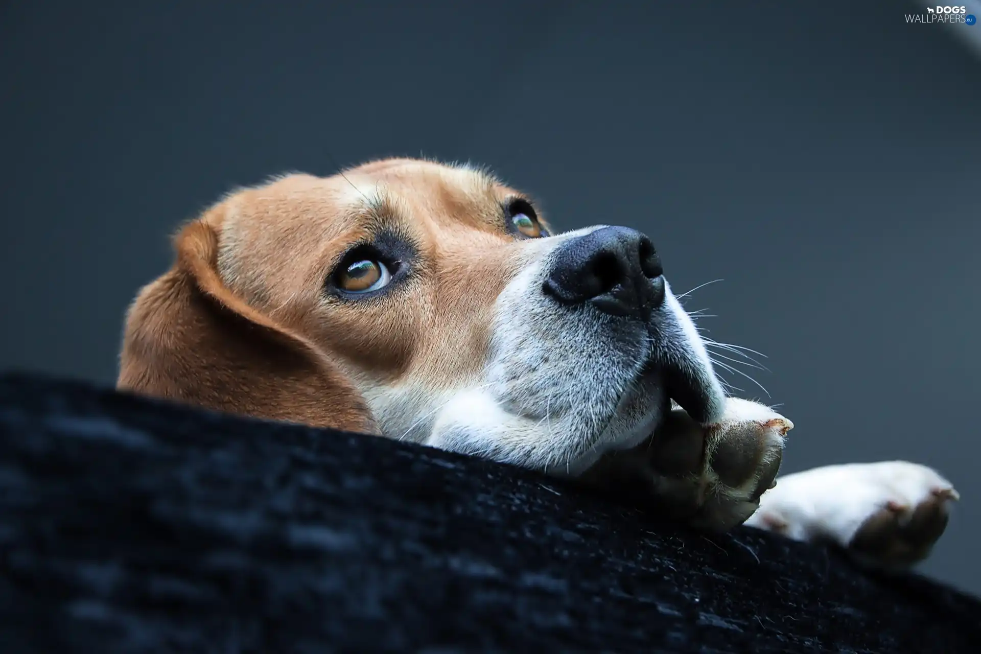 muzzle, Beagle