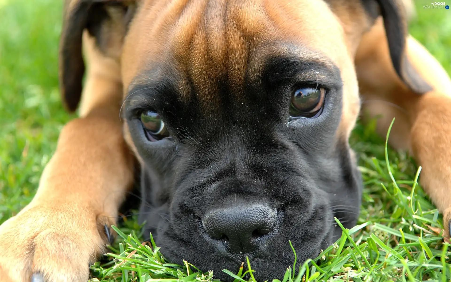 muzzle, boxer