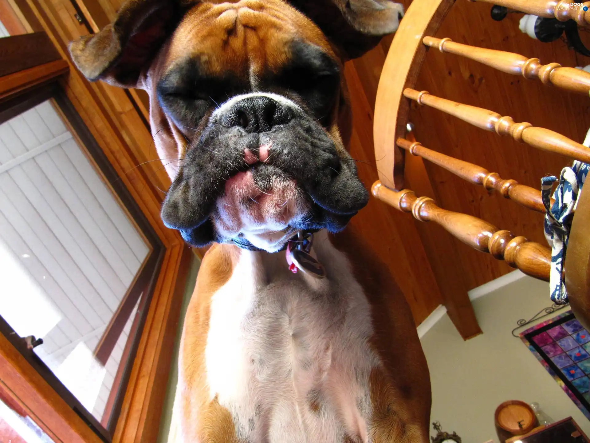 muzzle, boxer