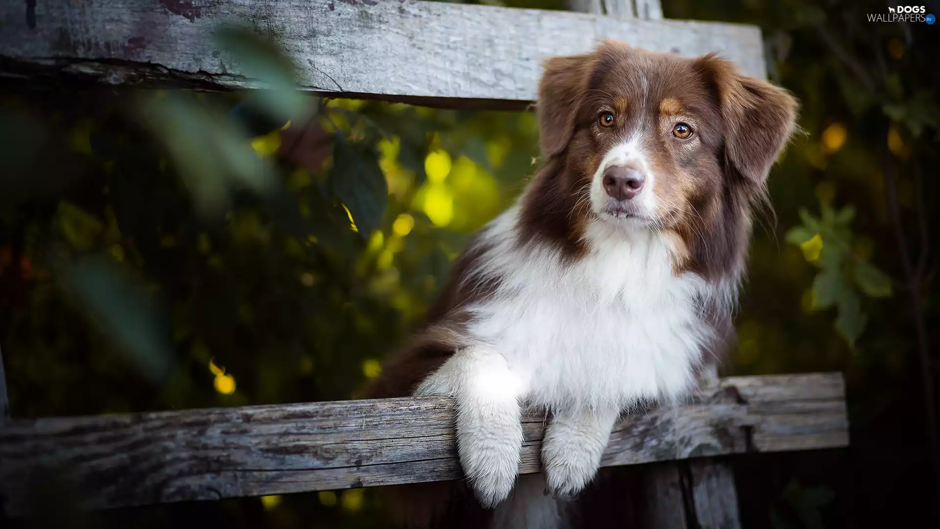 dog, Australian Shepherd, muzzle, White-brown