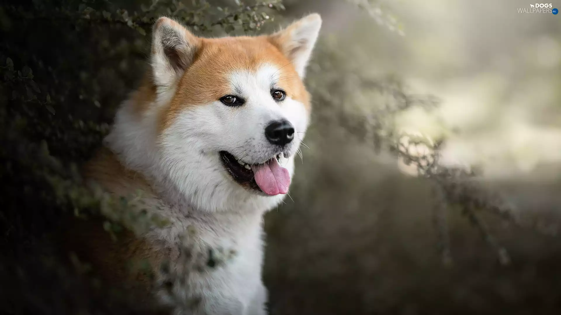 dog, muzzle, Bush, Akita Inu