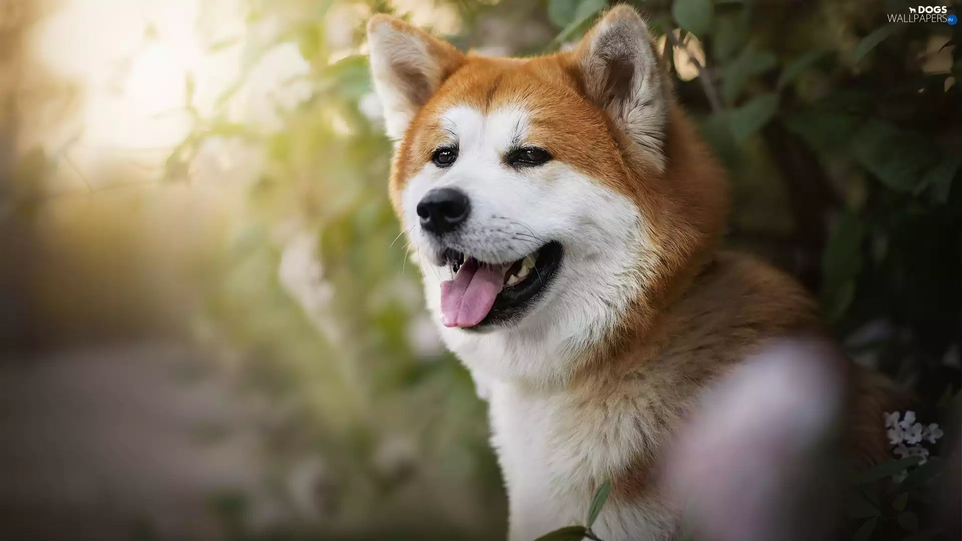 dog, muzzle, Bush, Akita Inu