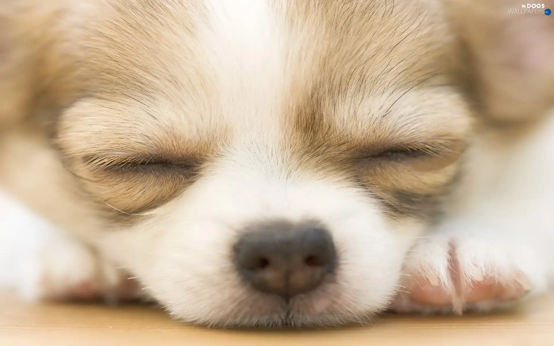 Chihuahua, muzzle, Puppy
