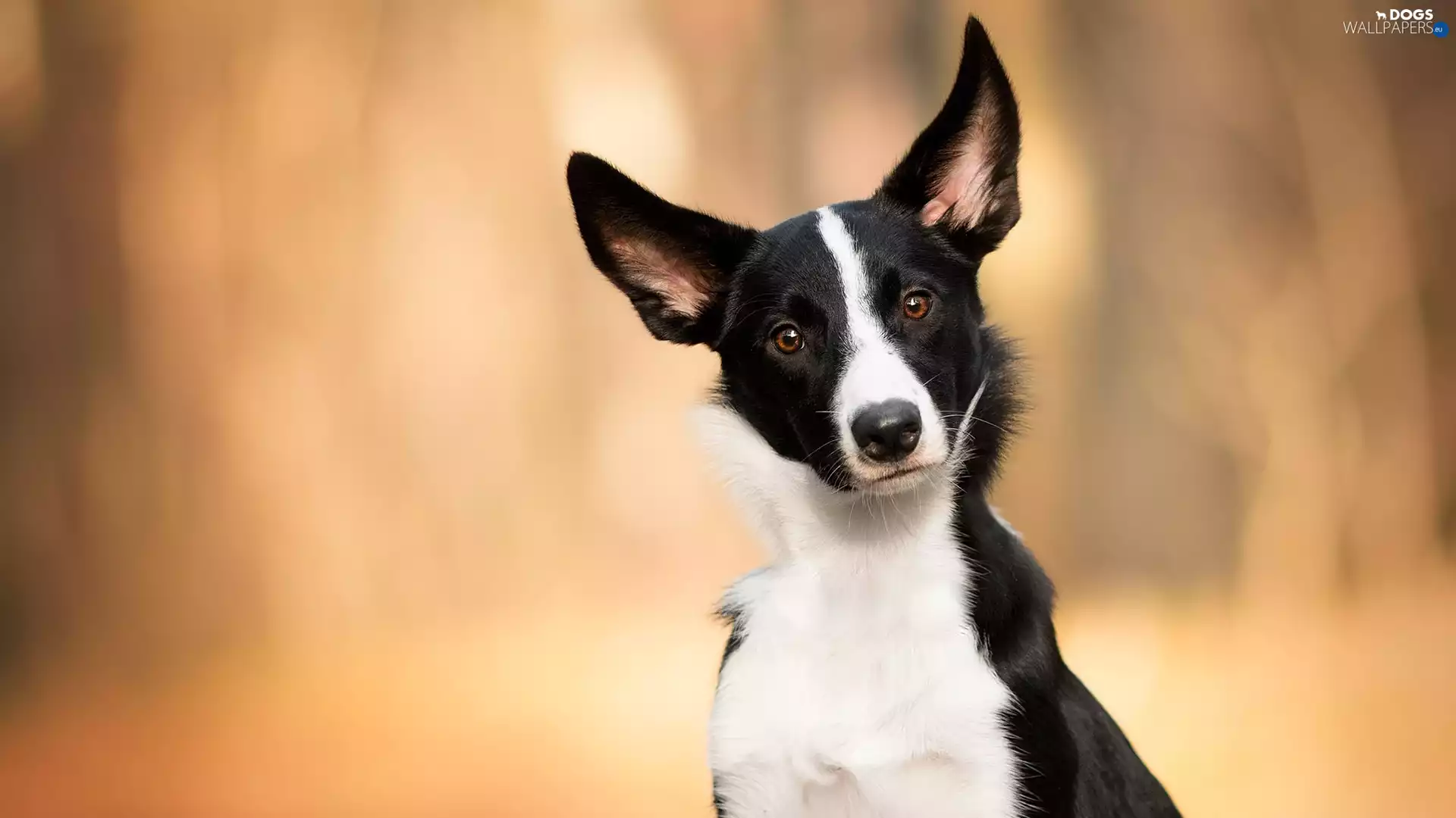dog, Border Collie, muzzle, White and Black