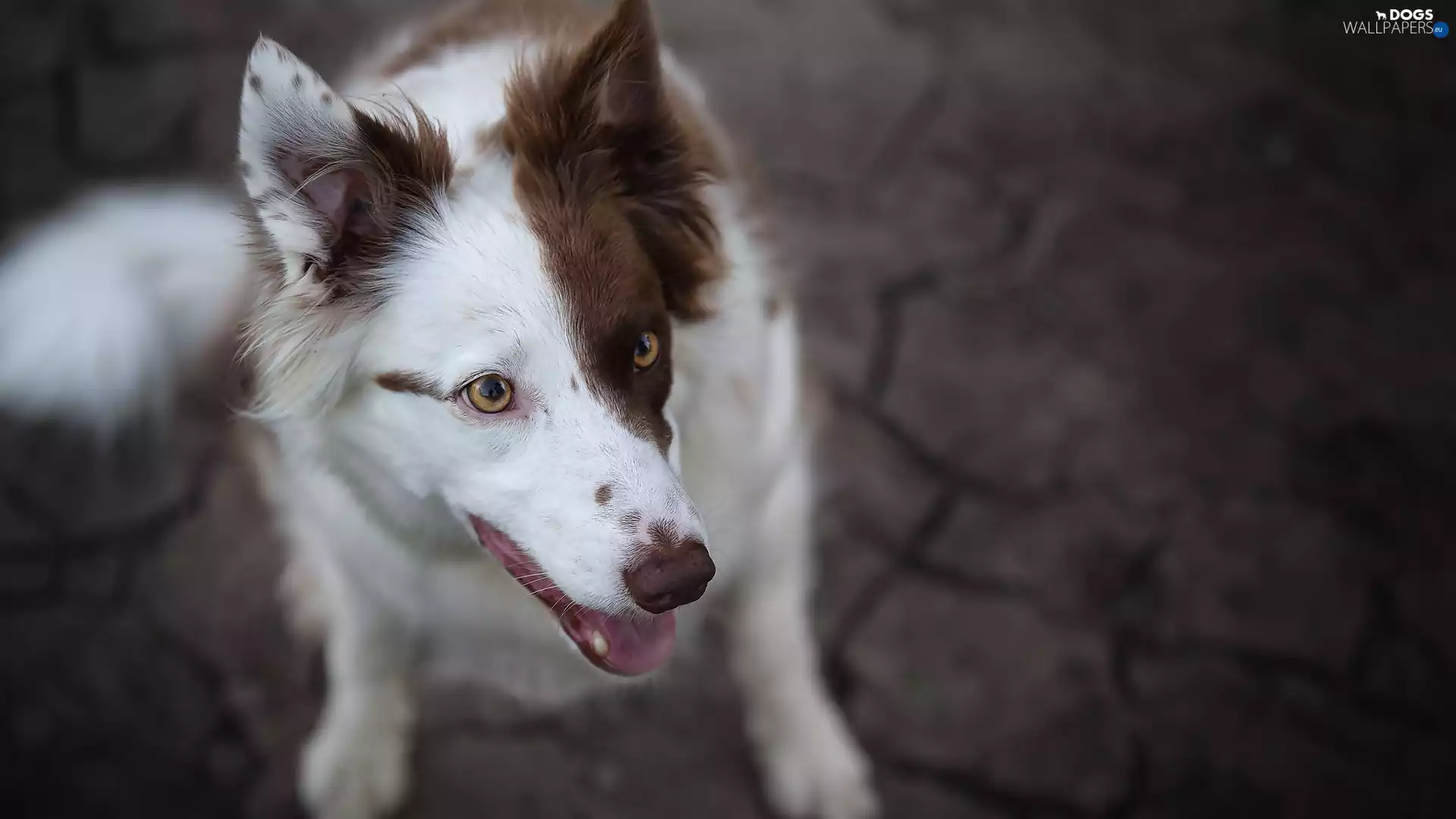 dog, White-brown, muzzle, Border Collie