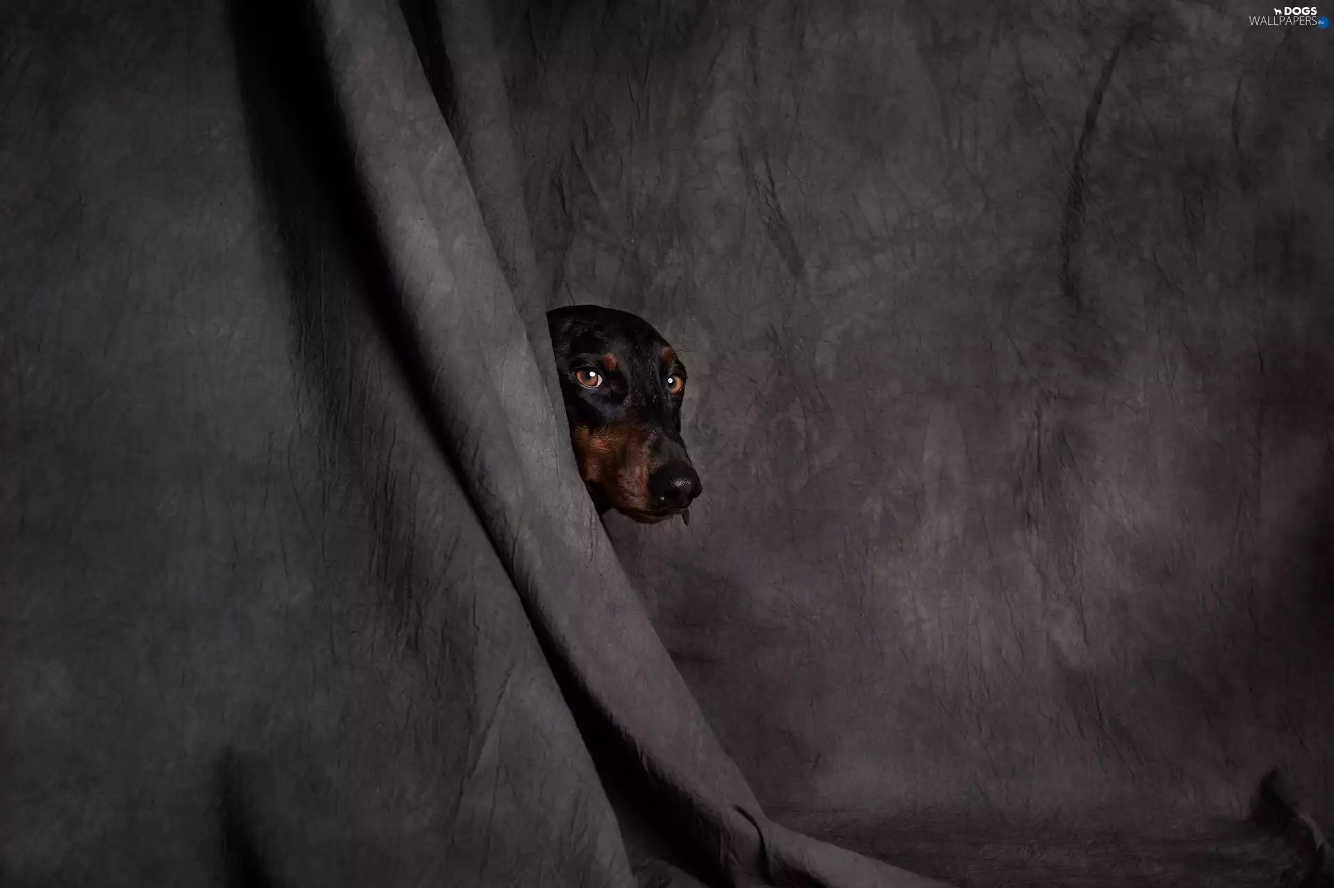 dog, muzzle, curtain, Dachshund Shorthair