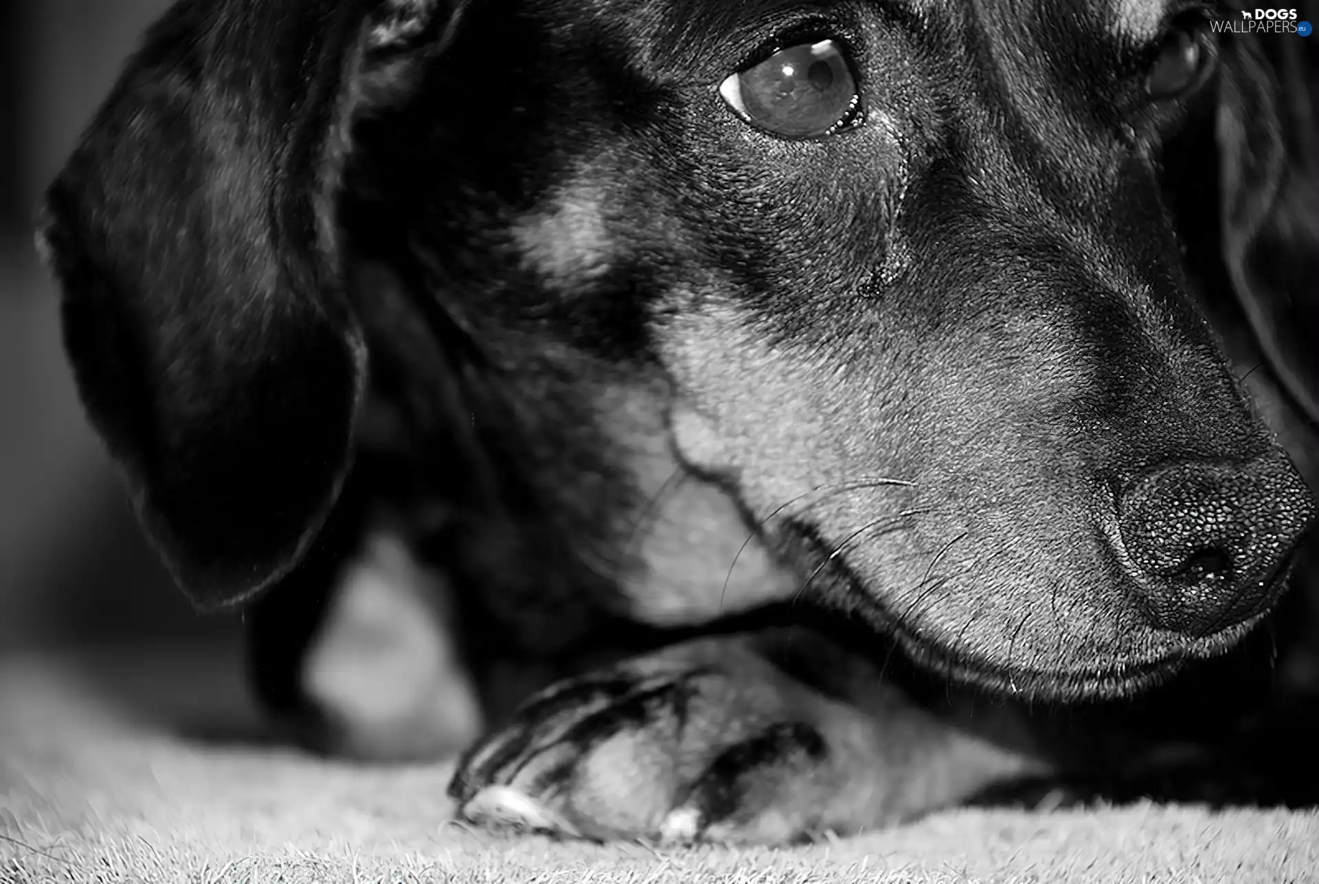 muzzle, dog, dachshund