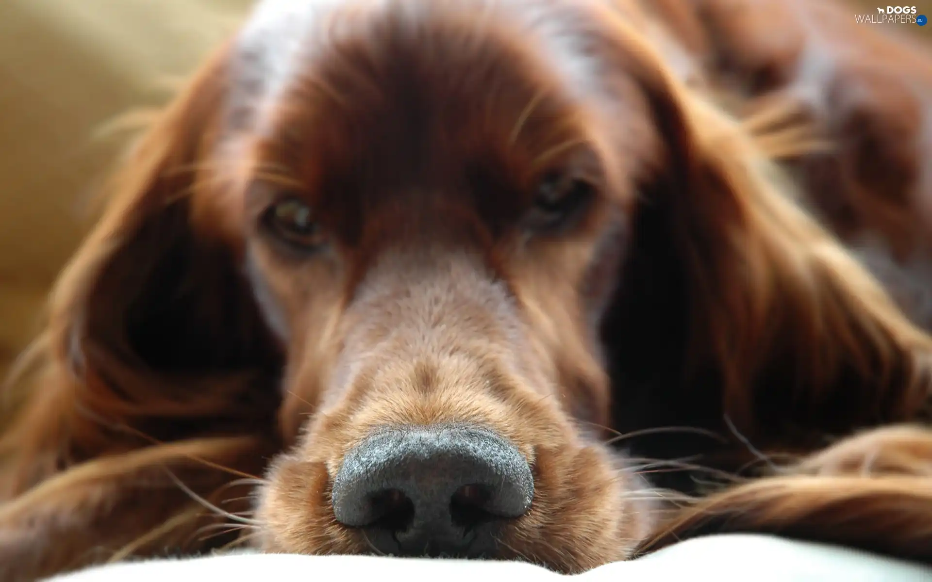 muzzle, dog