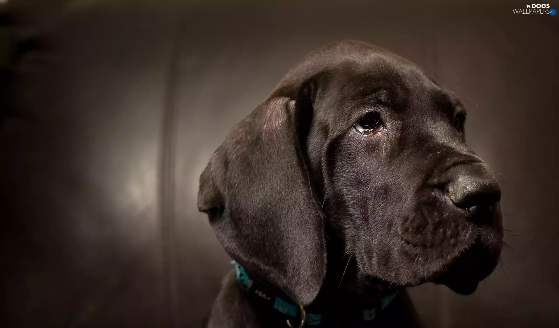 muzzle, Brown, doggy