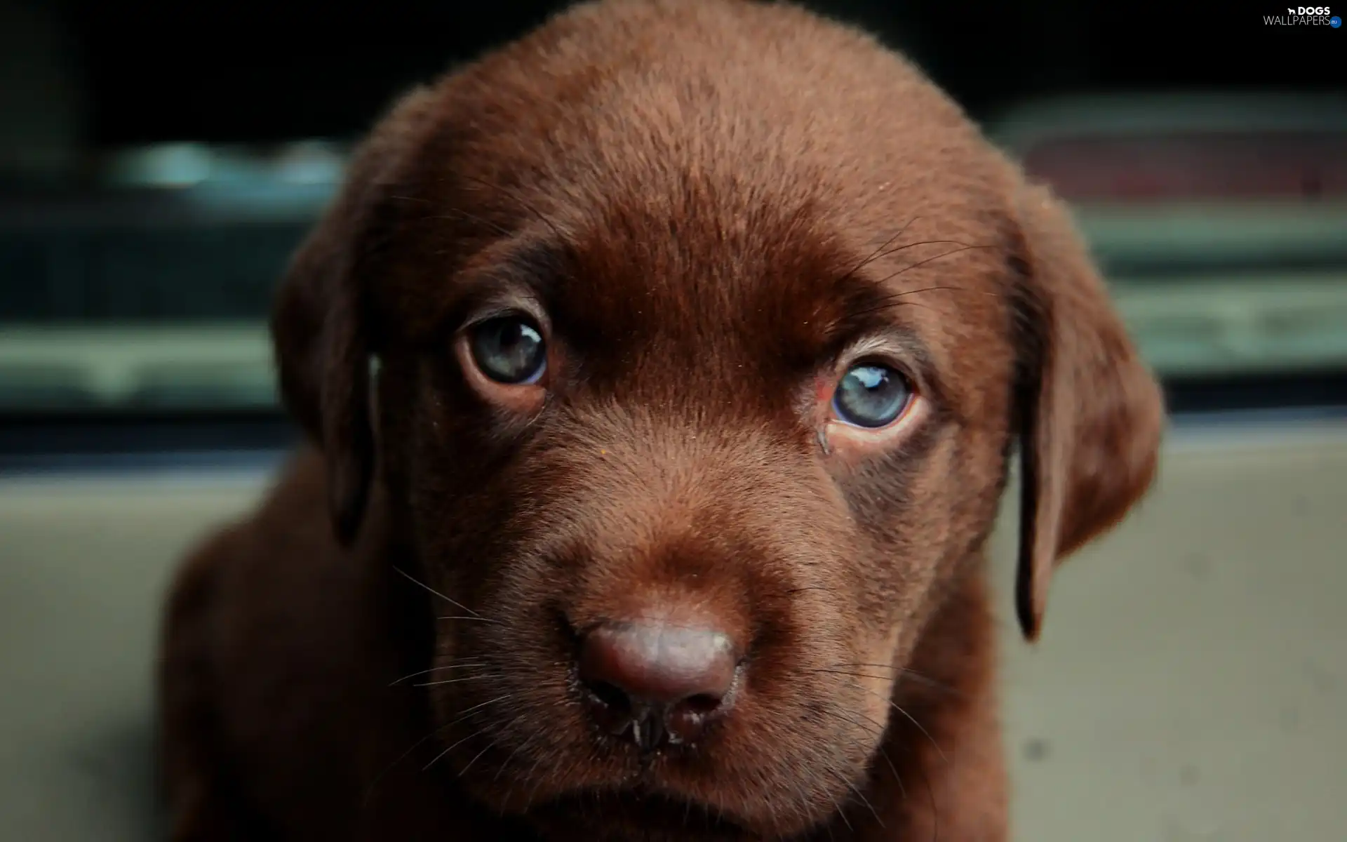muzzle, sad, doggy, Puppy
